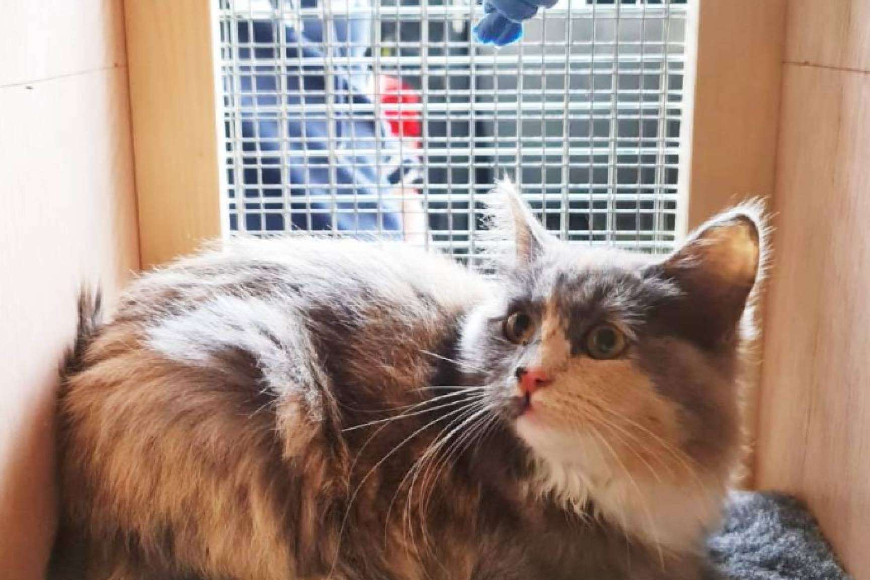 BaggagePets ofrece trucos para acostumbrar una mascota al trasportín