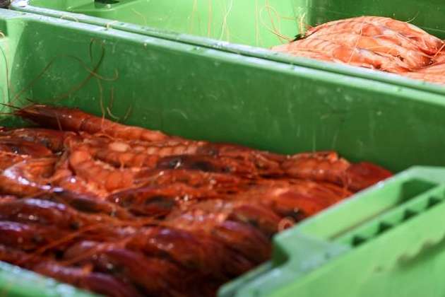 Cuál es la diferencia entre langostino y gamba