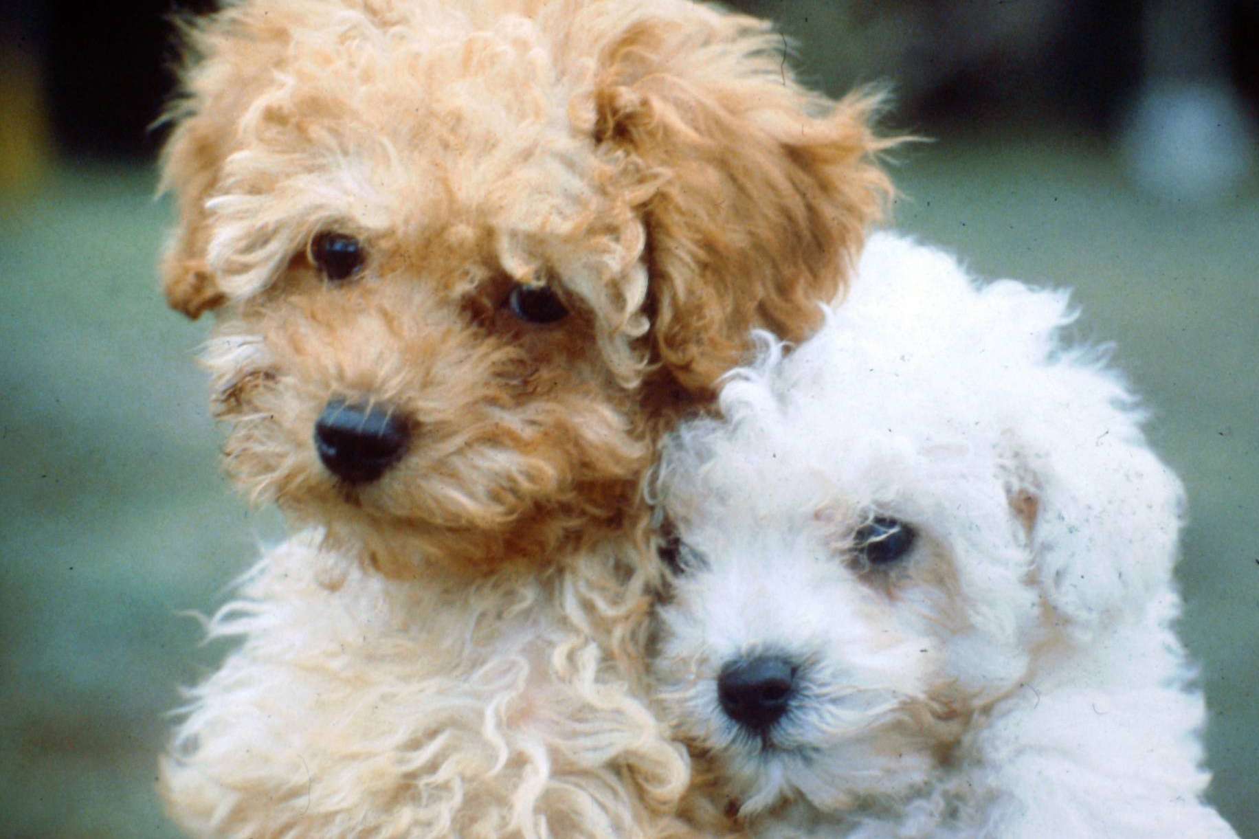 Maltés Lovers, el proyecto especializado en encontrar criadores caninos fiables de perros de raza pequeña