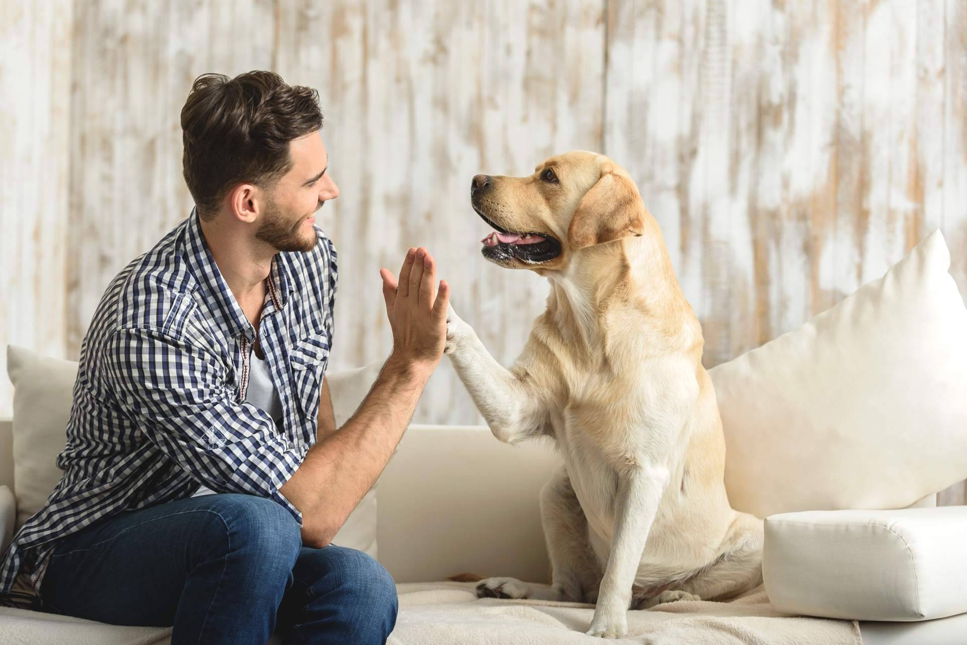 La importancia de la educación canina independientemente de la raza o tamaño, por DogCareBcn