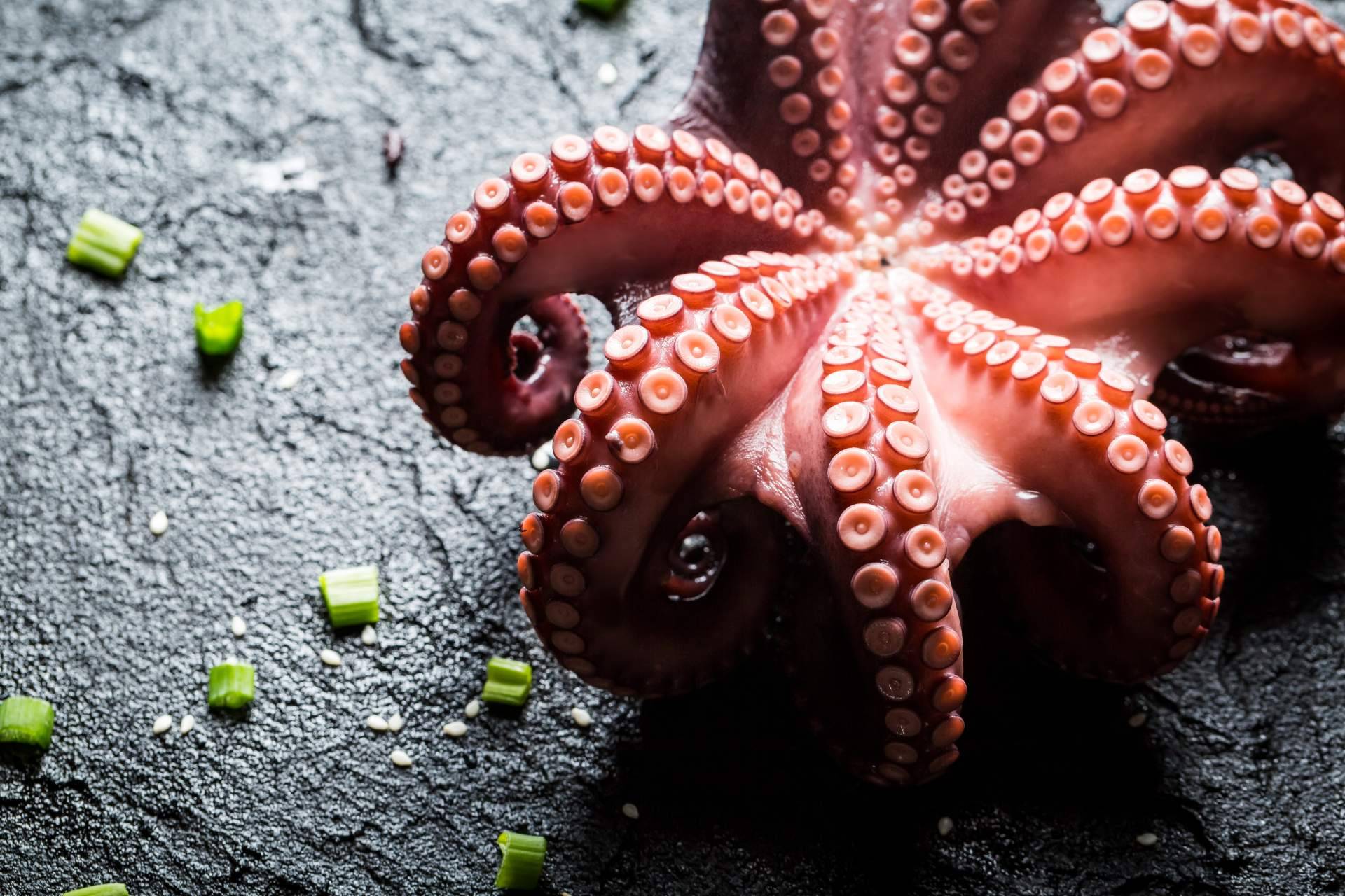 3 de Pulpo acerca de las propiedades del pulpo de Dakhla