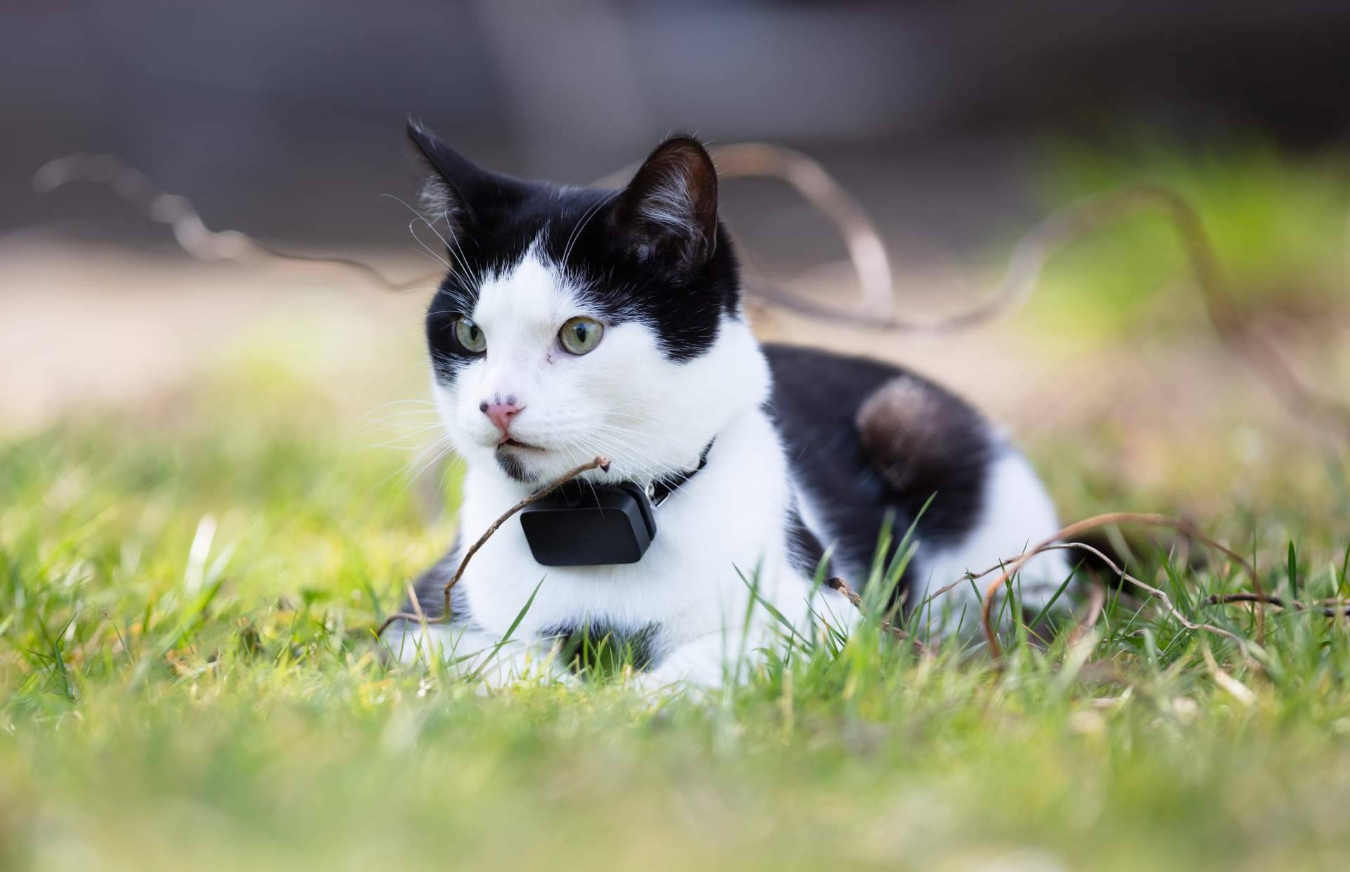 Cómo encontrar a un animal de compañía perdido con las redes sociales, con MascotaPerdida112.com