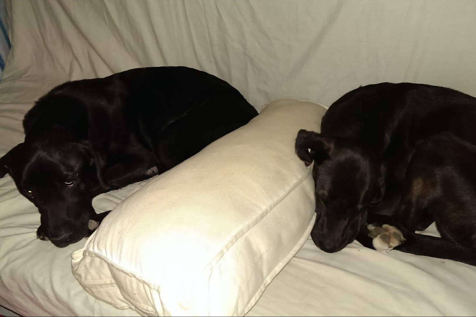 Superar el duelo tras la pérdida de una mascota