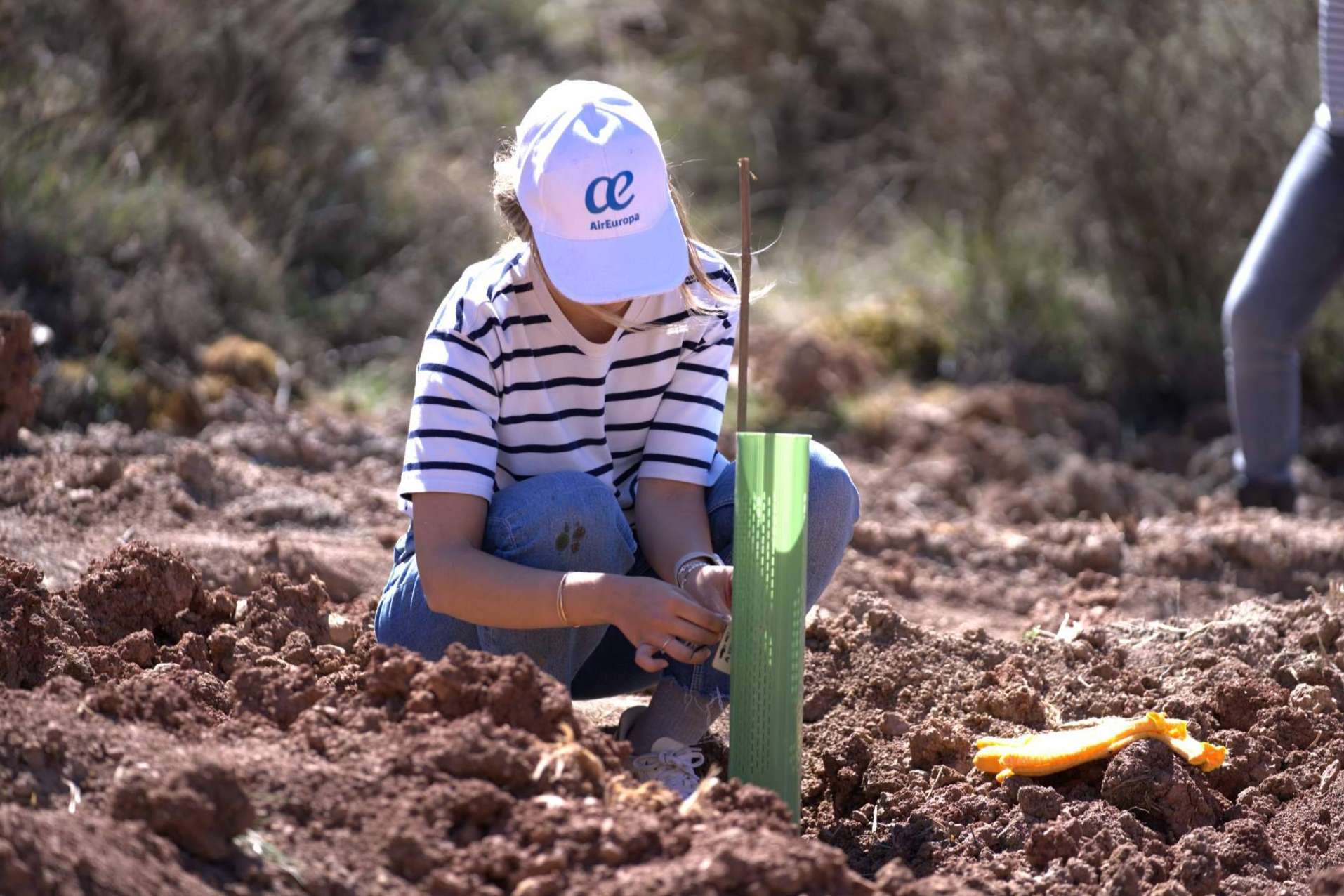El Parque Natural del Alto Tajo cuenta con un nuevo bosque creado por Air Europa y CO2 GESTIÓN