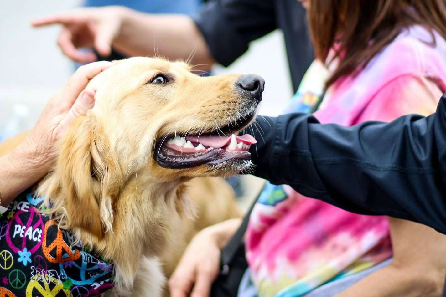 Sobre las intervenciones asistidas con animales, de la mano de TEAsisTO