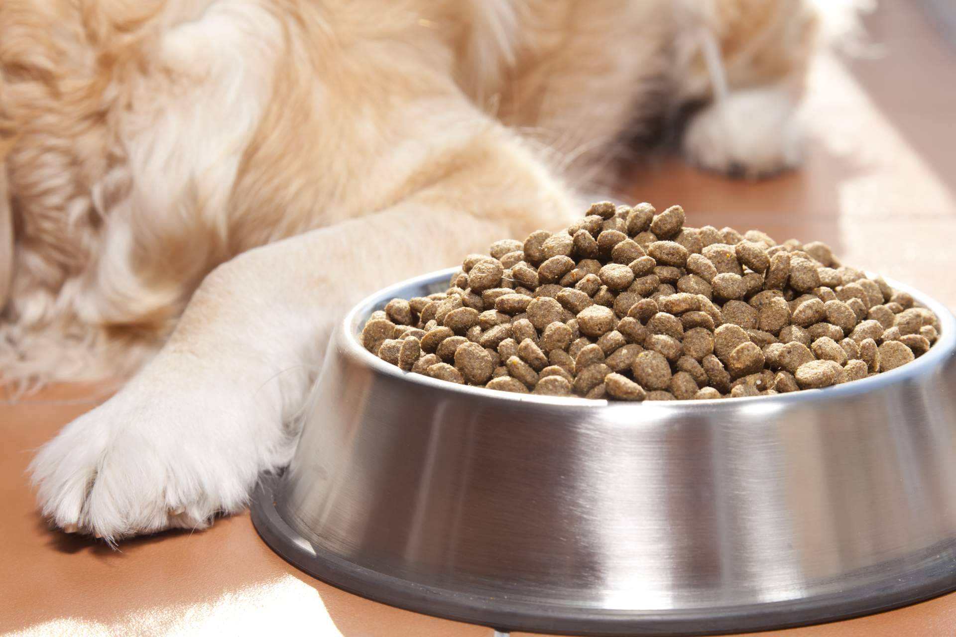 ¿Cómo encontrar el alimento ideal para una mascota?, con la ayuda de Kaman Pet y su sistema de calidad nutricional Kaman Points