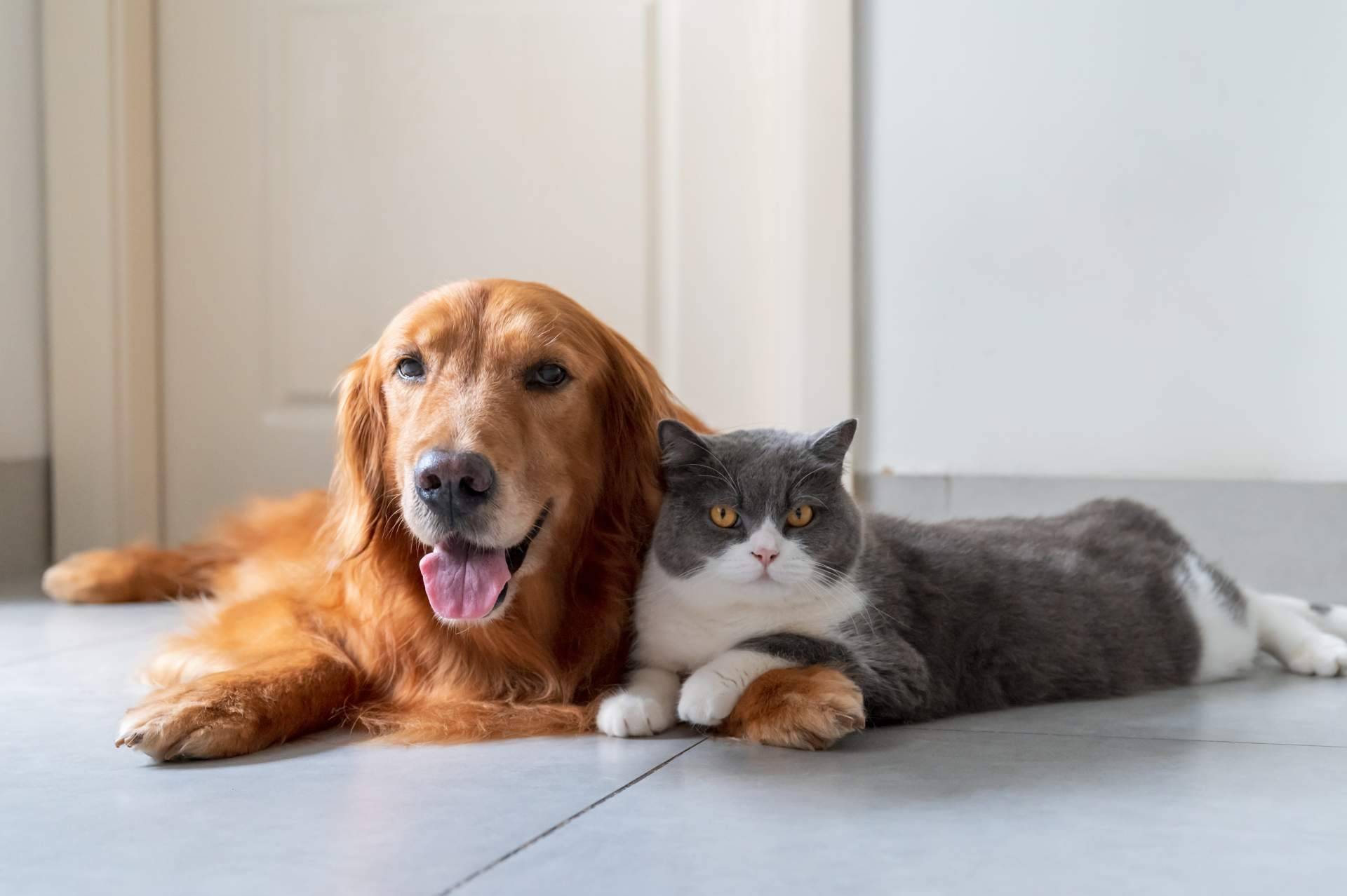 Curso de primeros auxilios para animales de compañía