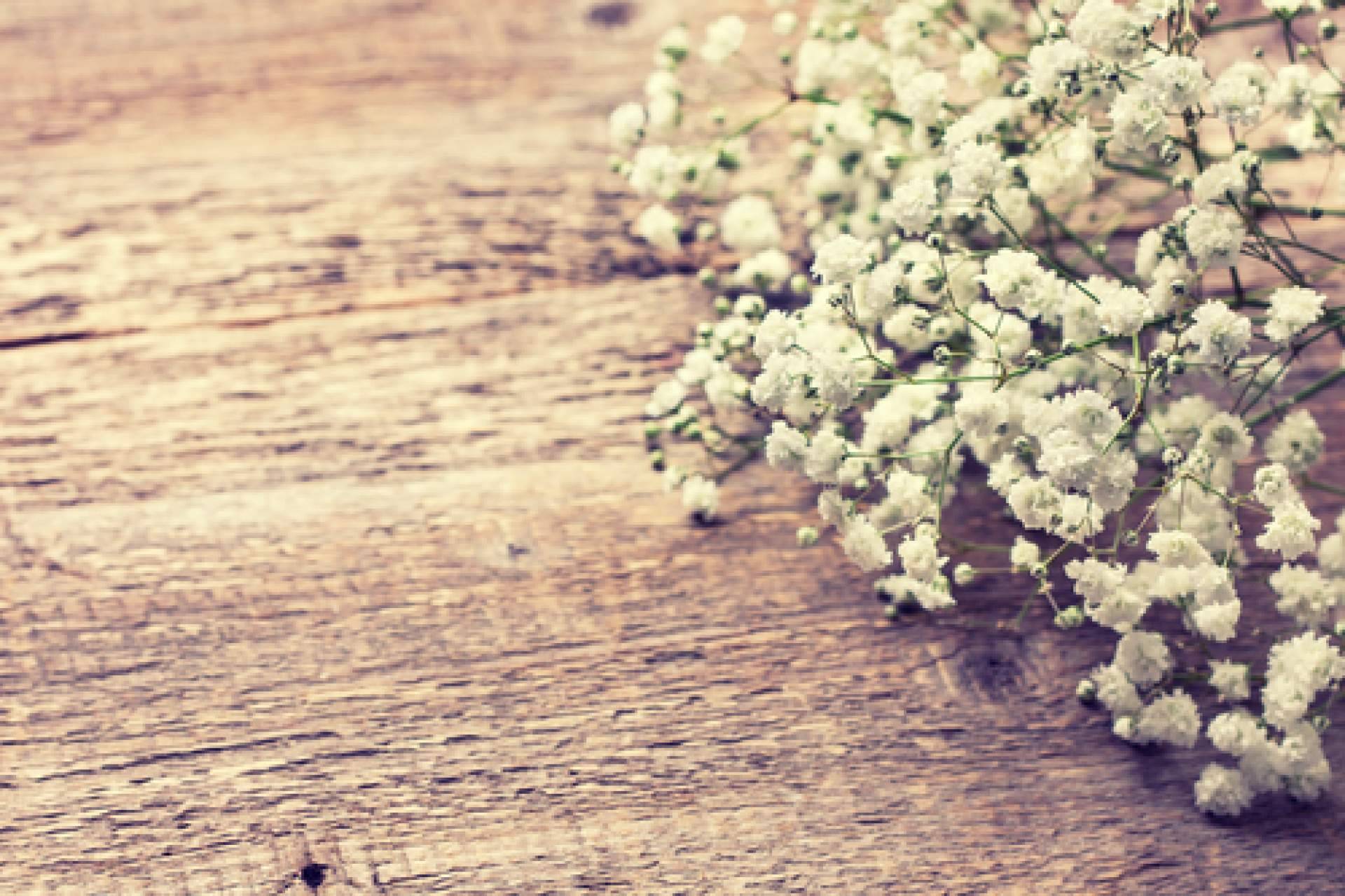 Paniculata blanca y de colores, teñidas por los profesionales de Rosistirem