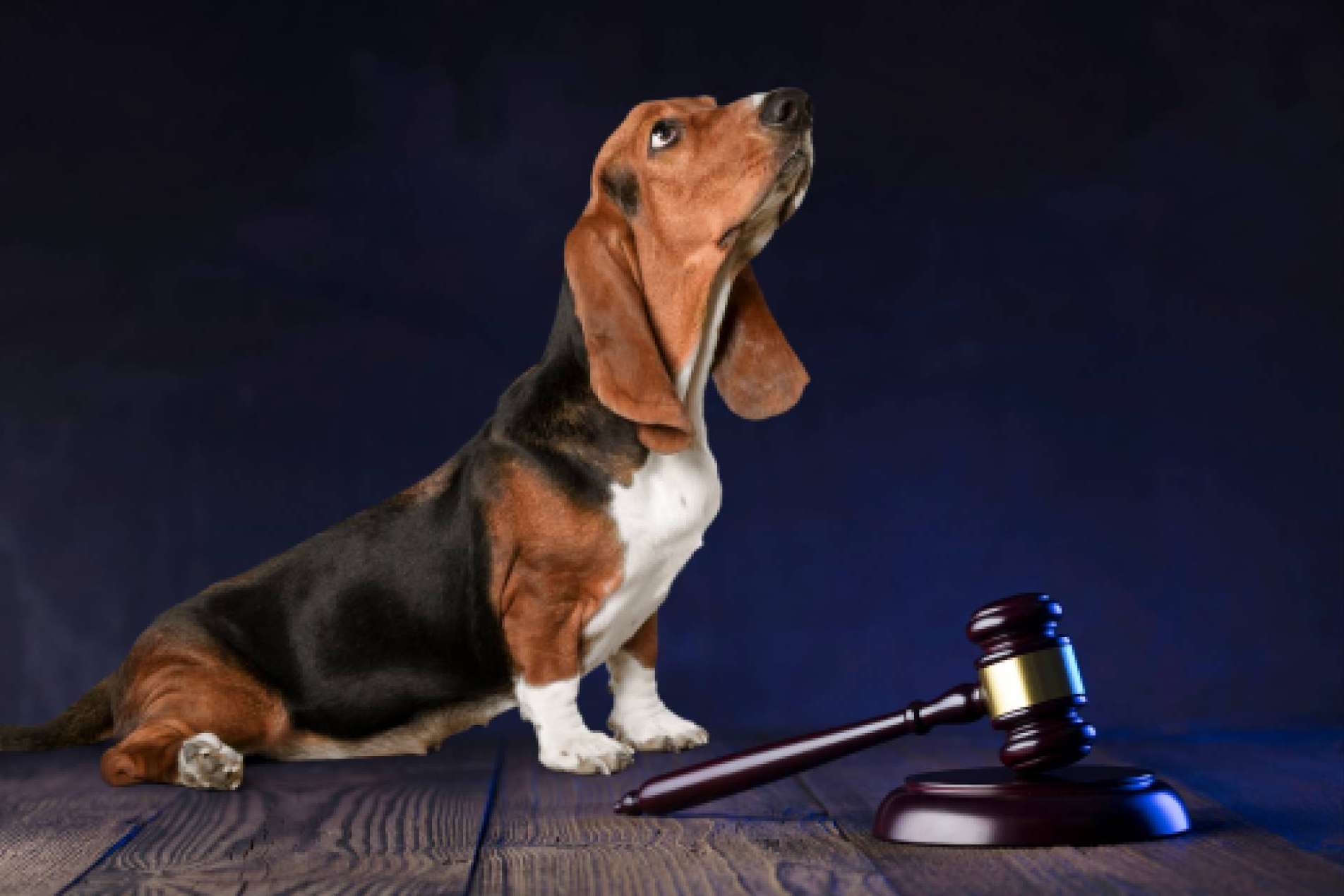 Contratar a abogados animalistas especializados en el maltrato animal, con Aboganimal