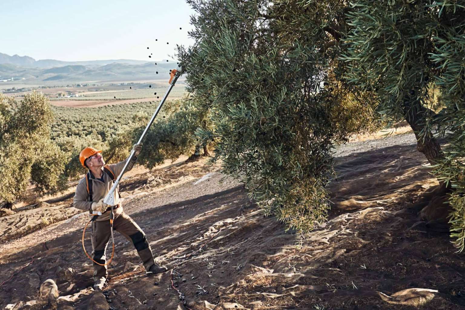 STIHL presenta sus nuevos vareadores SPA de batería 130 y 140 en Expoliva 2023