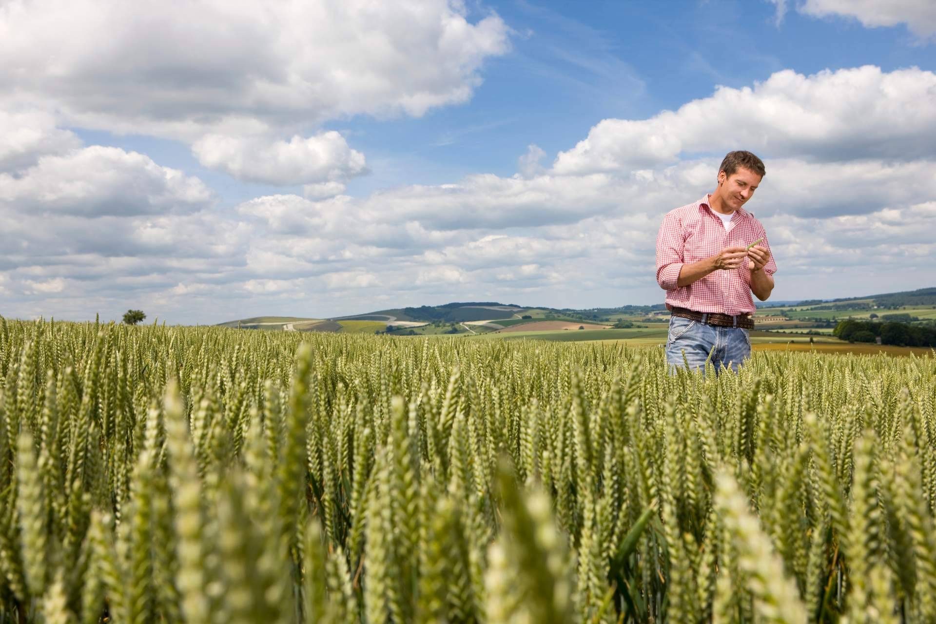 ¿Cómo puede Fitovademécum ayudar a cumplir con la legislación en el uso de los productos fitosanitarios en el campo?