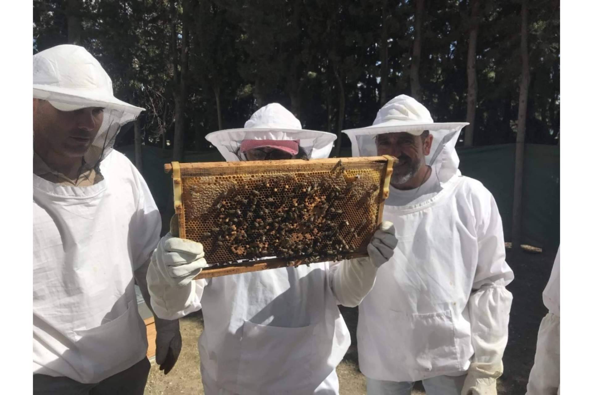 El papel de las abejas para la seguridad alimentaria y la vida saludable, por Cursos de Apicultura