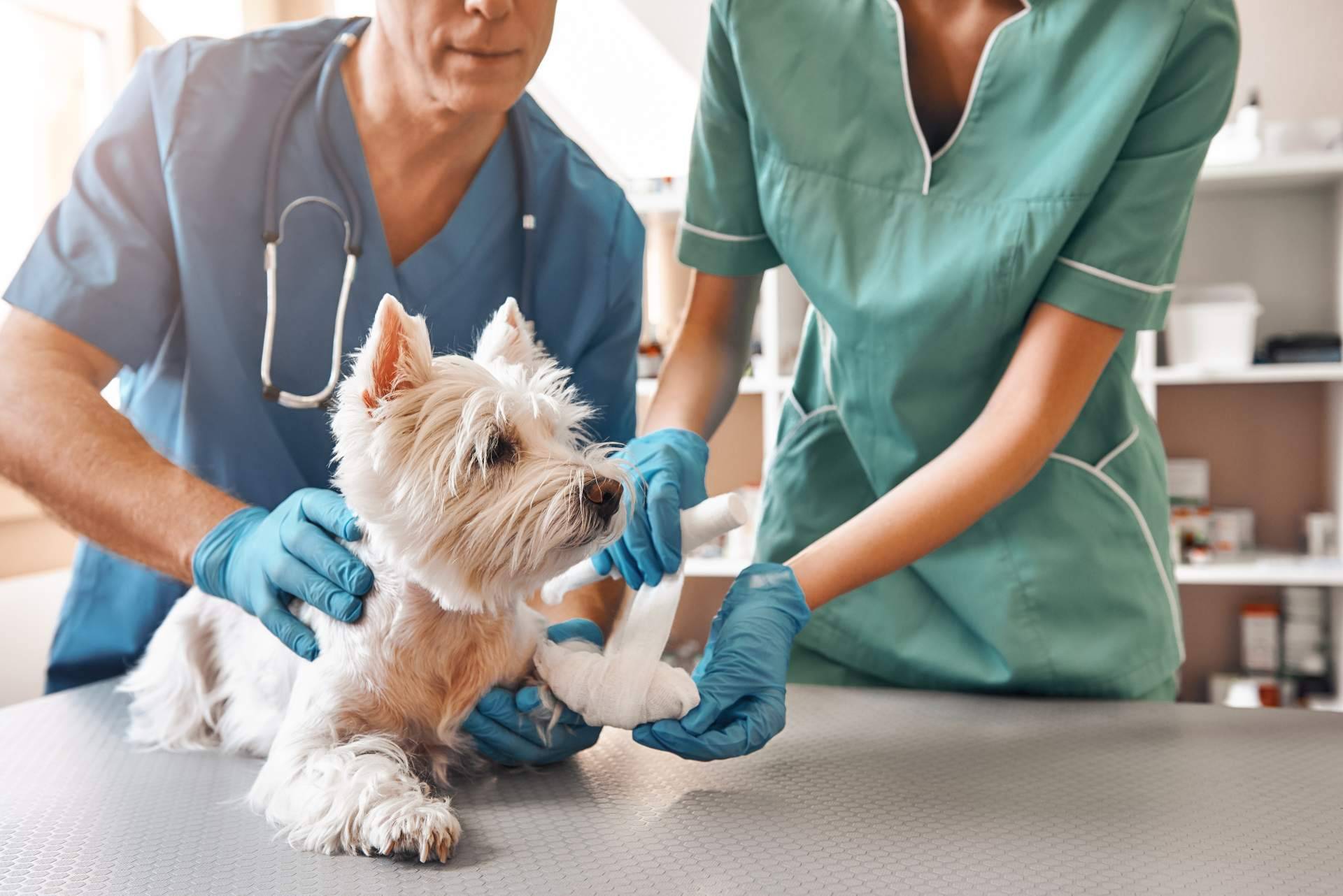 ¿Cómo identificar las negligencias veterinarias?