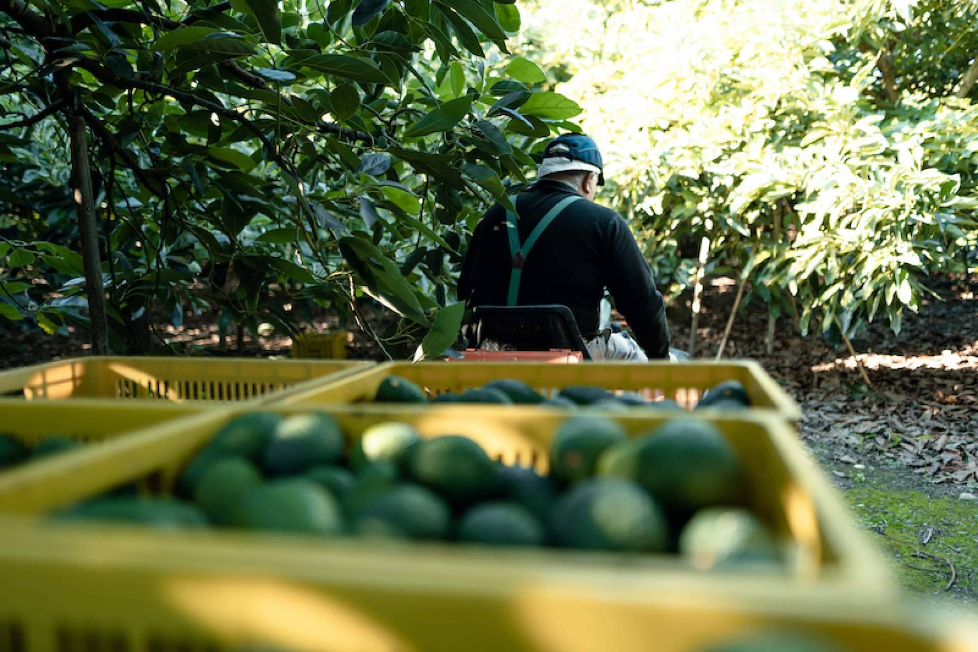 El significado y las características de la agricultura extensiva