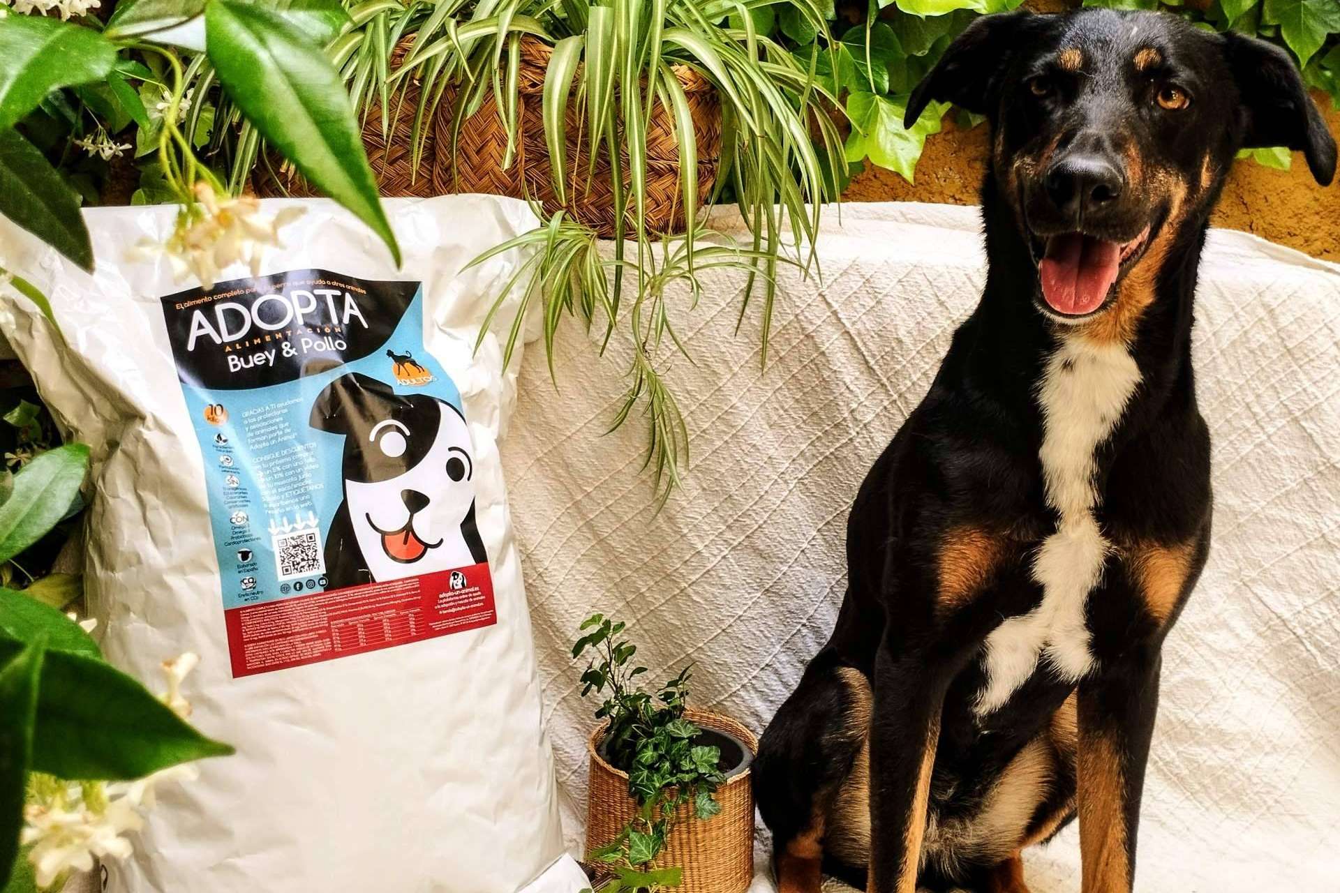 Uno de los mejores pienso de mantenimiento para perros adultos de buey y pollo y ayuda a protectoras de animales con cada compra