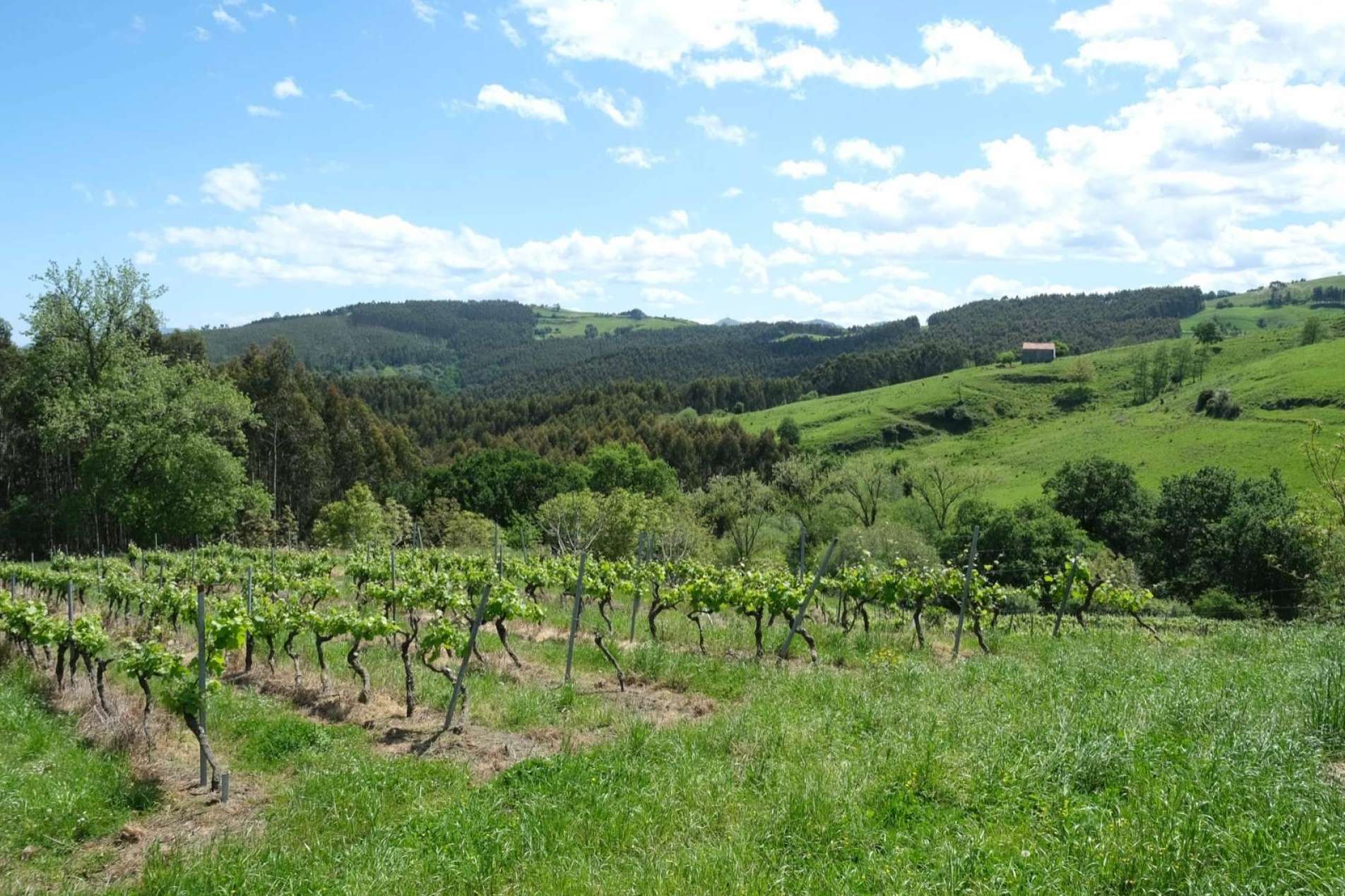 Una historia de amor y respeto por el vino y la 'tierruca', Bodegas Vidular