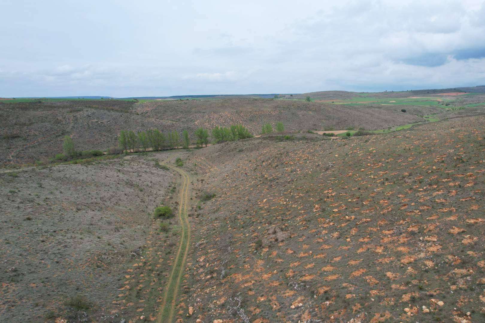 INECO compensa más de 200 toneladas de CO₂ gracias a una plantación forestal en Burgos