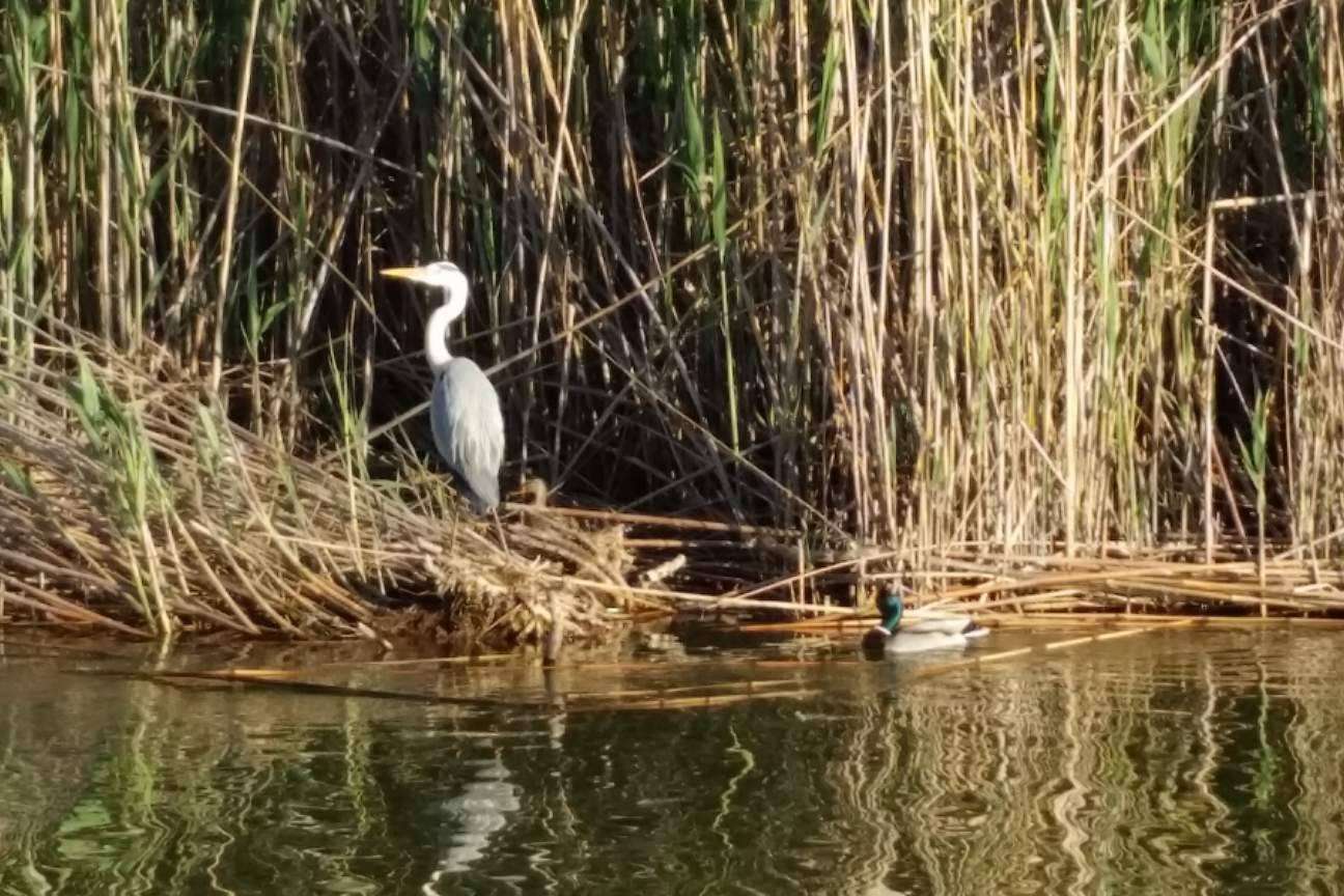 Conocer la albufera de la mano de Albumar