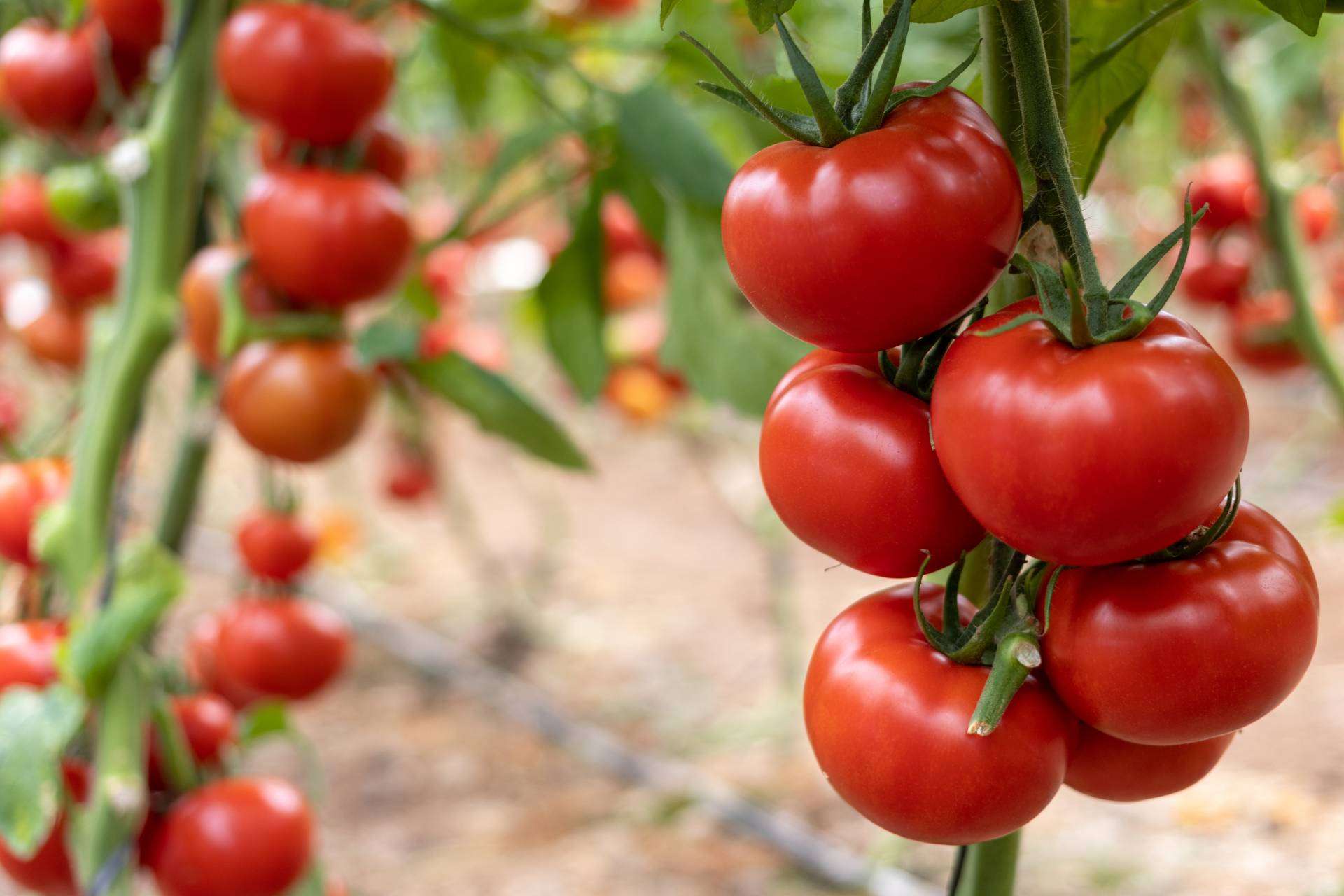CapGen Seeds opta por variedades más sostenibles y productivas para impactar de forma positiva el medioambiente
