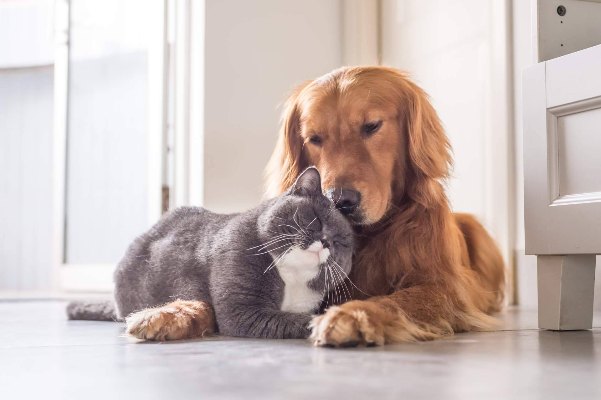 La app ClickGuau ofrece una amplia selección de vídeos virales de mascotas