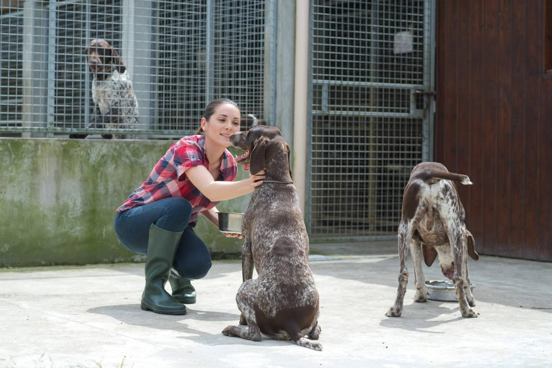 ADOPTA, la plataforma que está modificando las adopciones de perros y gatos en refugios de animales