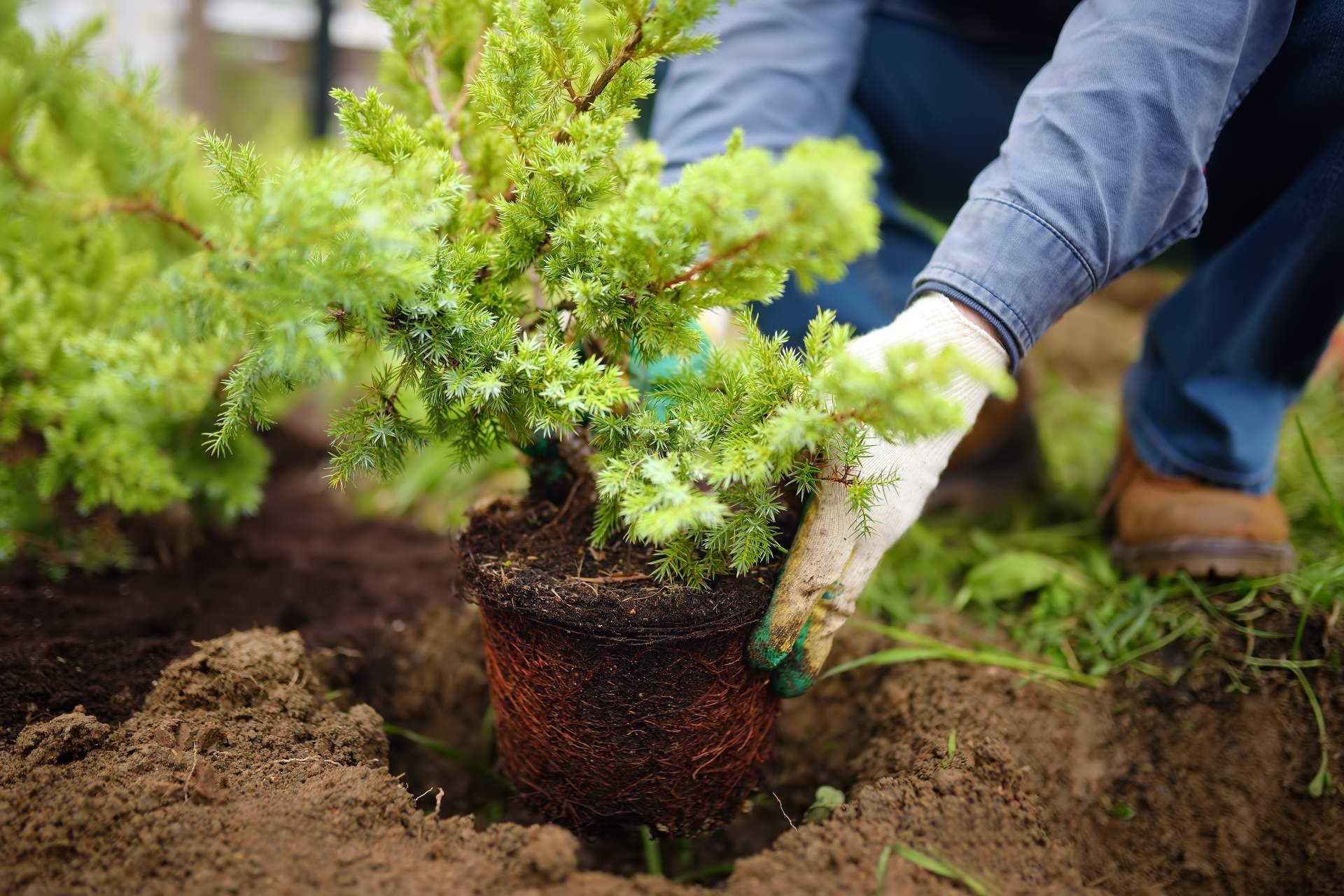 Amplia variedad de productos de jardinería en TiendaTu