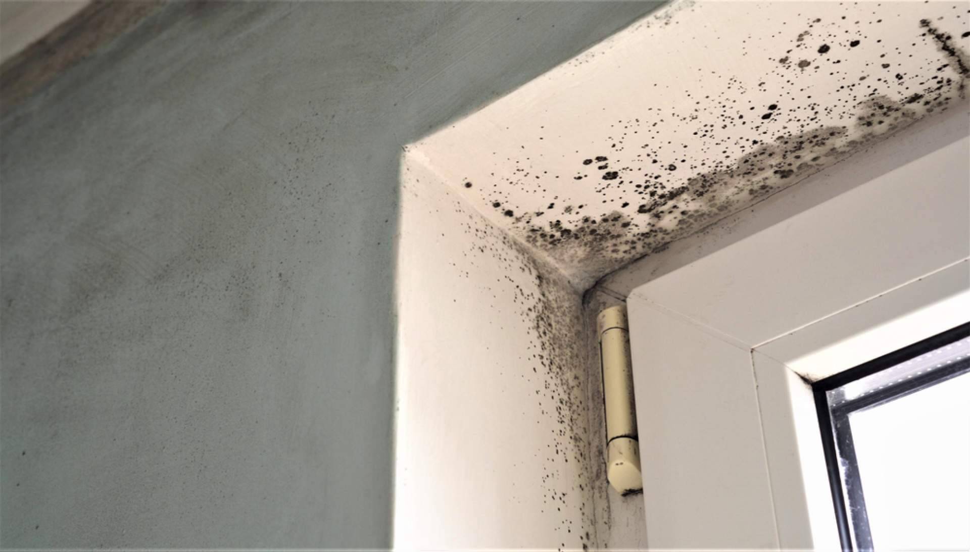 ¿Dónde encontrar servicios de limpieza de humedad en la pared? Preactiva