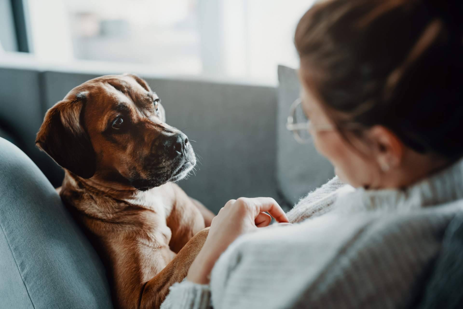 Mejorar la salud de las mascotas con aromaterapia para perros y gatos, con Mooiza