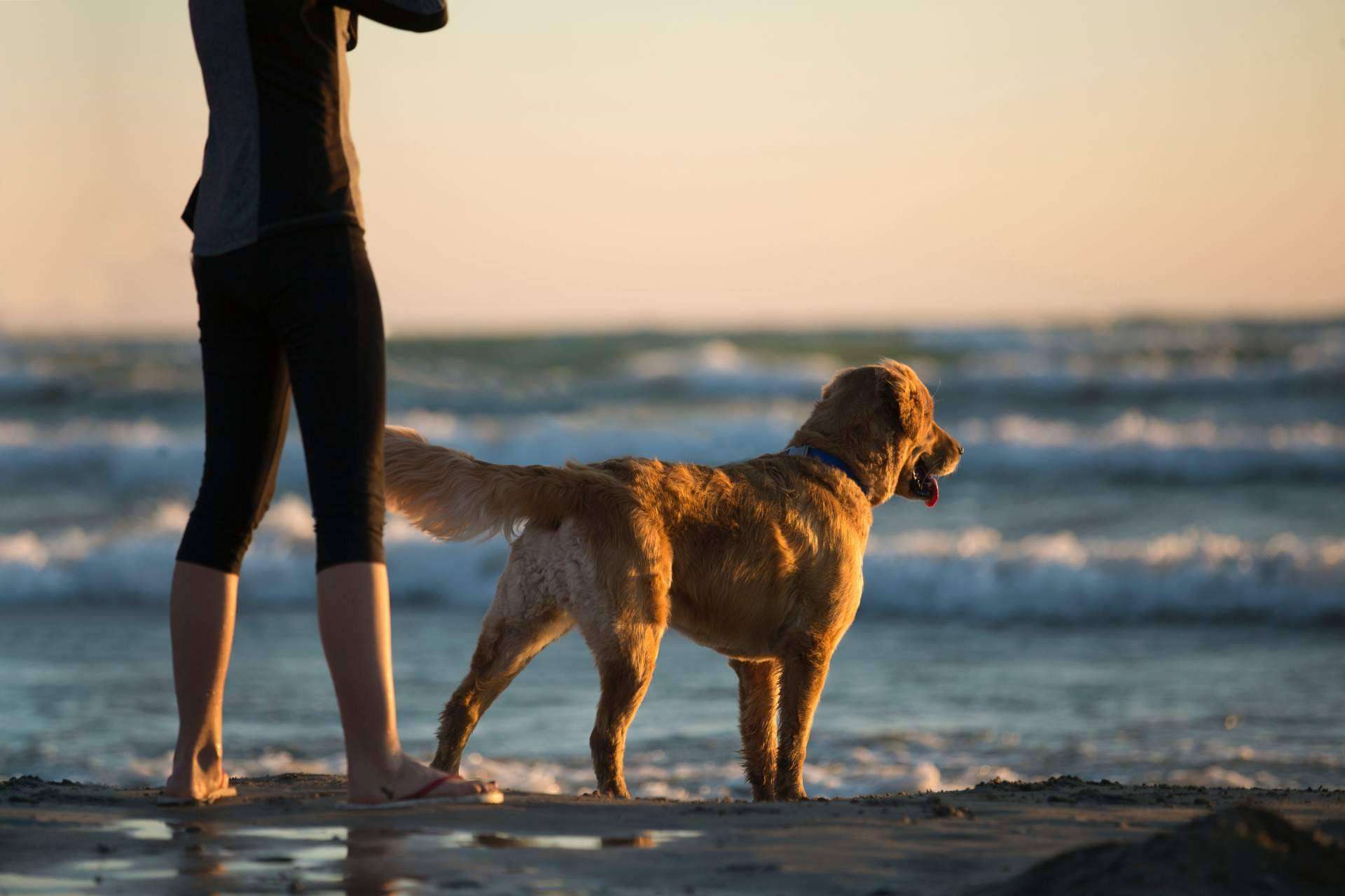 Cómo encontrar lugares para disfrutar con un perro con el buscador pet friendly de ADOPTA