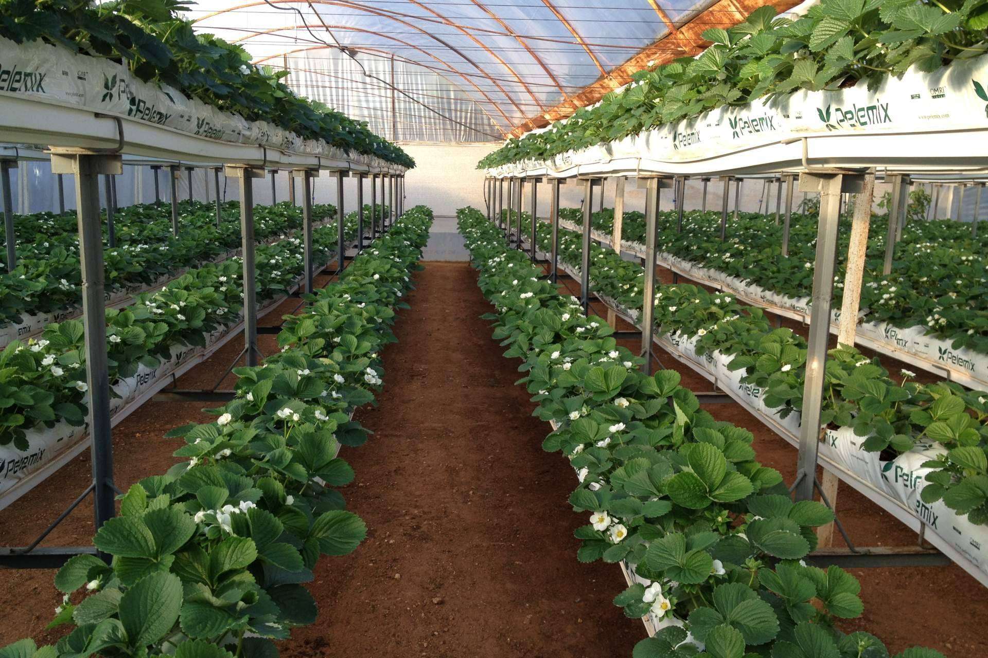 Criterios a considerar cuando se planta en un invernadero con bolsas de cultivo