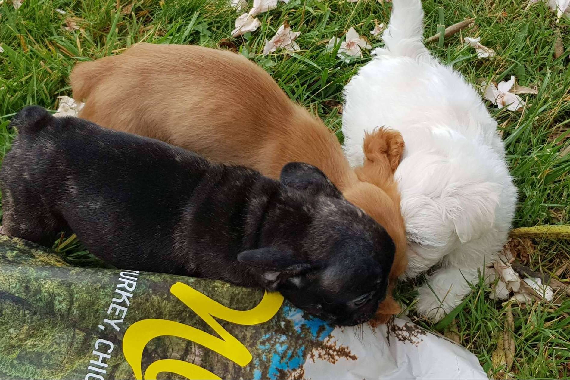 Satisfaction recalca la importancia de garantizar una buena alimentación a los cachorros