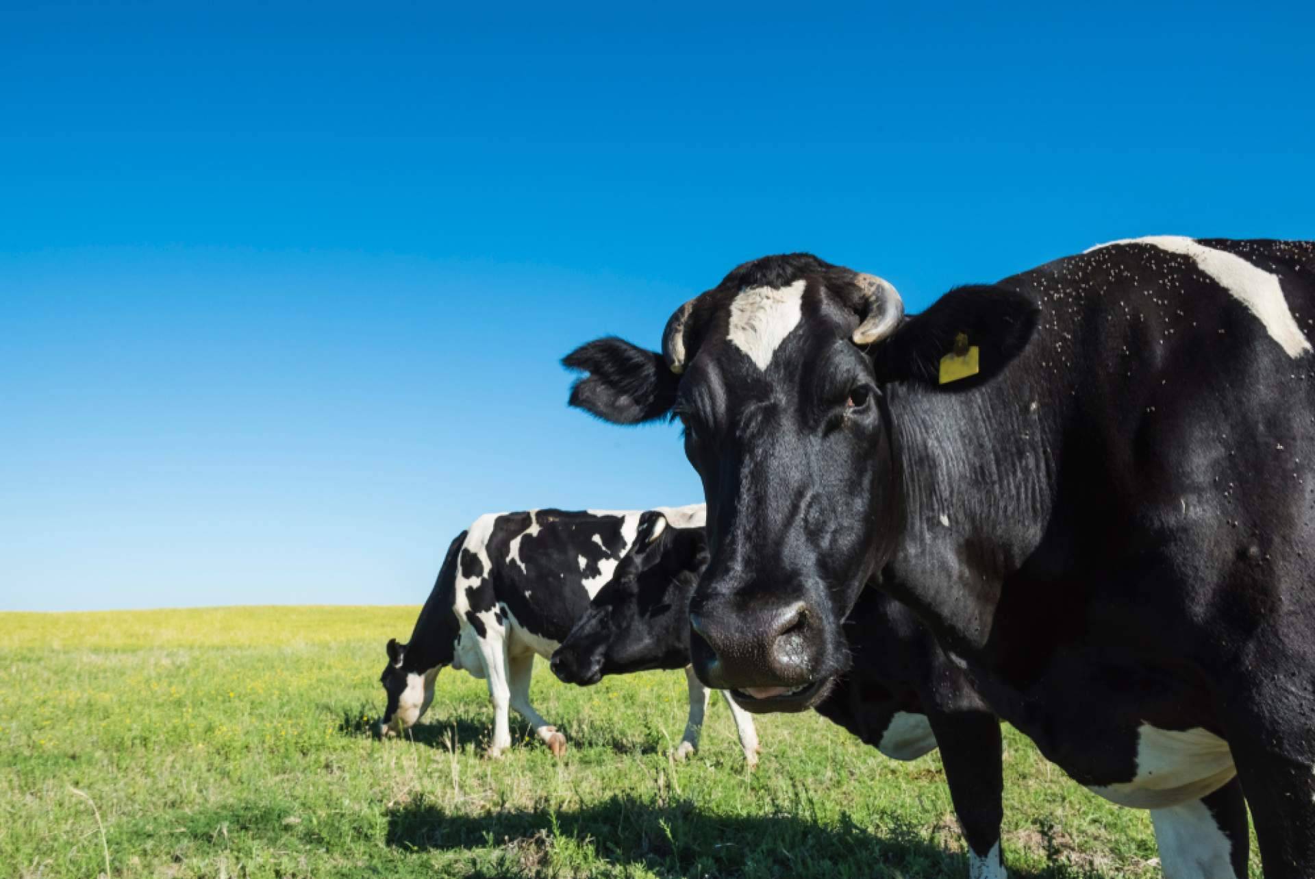 Los beneficios de contar con la plataforma de alimentación animal Afeedme