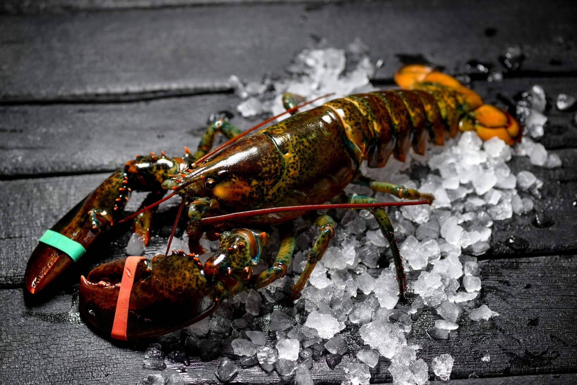 Pescadería Younes Ceuta explica dónde encontrar bogavante y otros productos del mar de alta calidad