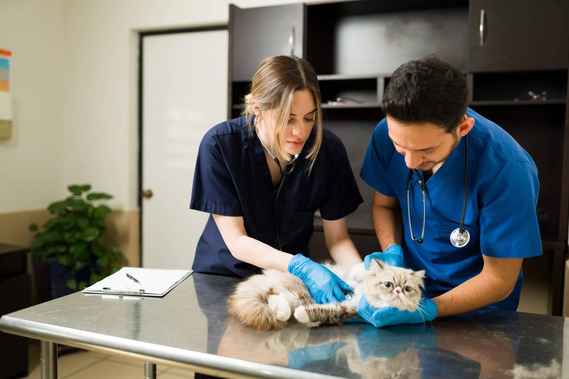 VetFormación pone a disposición cursos de auxiliar de veterinaria