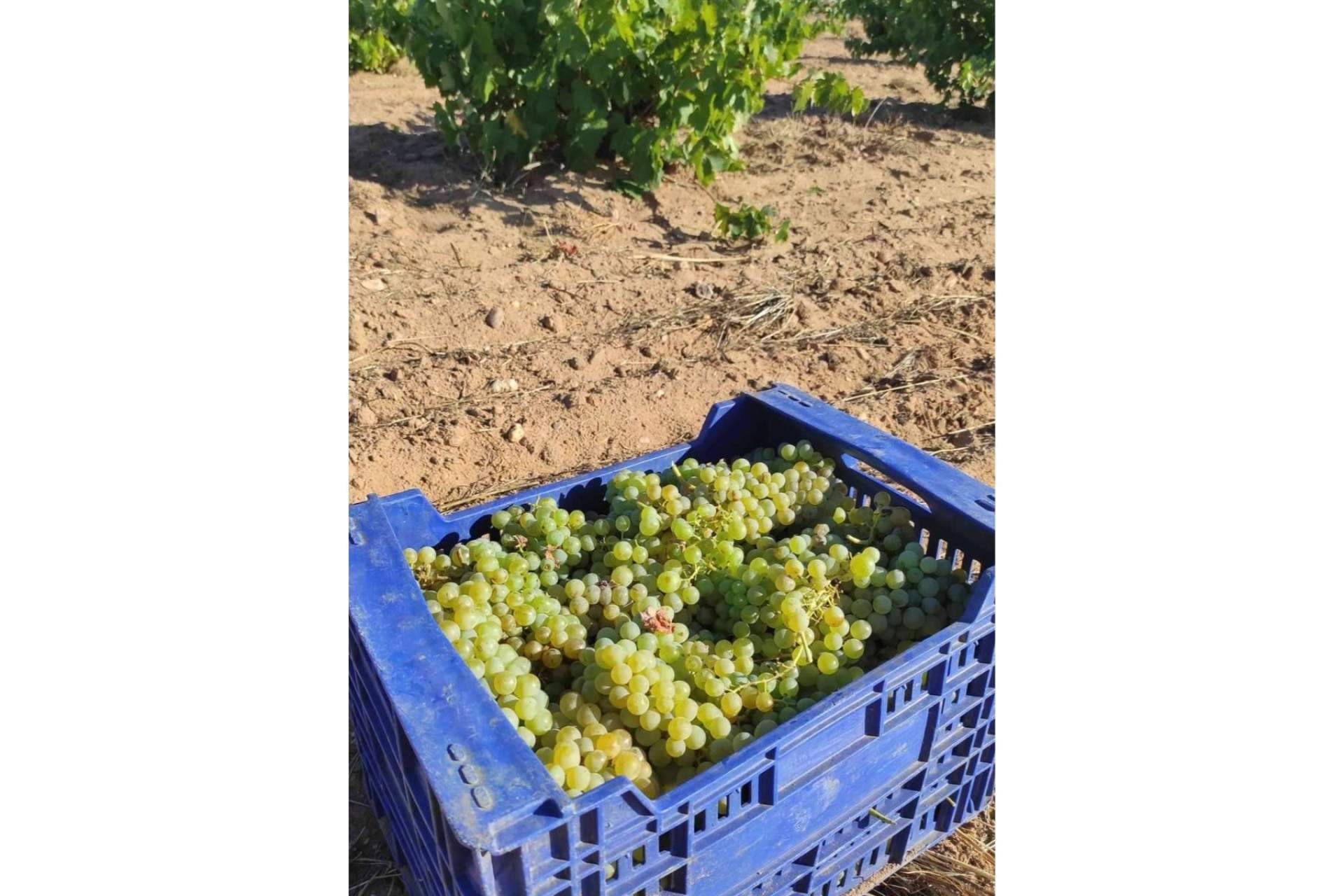 Los vinos de Malvasía y Garnacha, las variedades menos conocidas de la DO Toro
