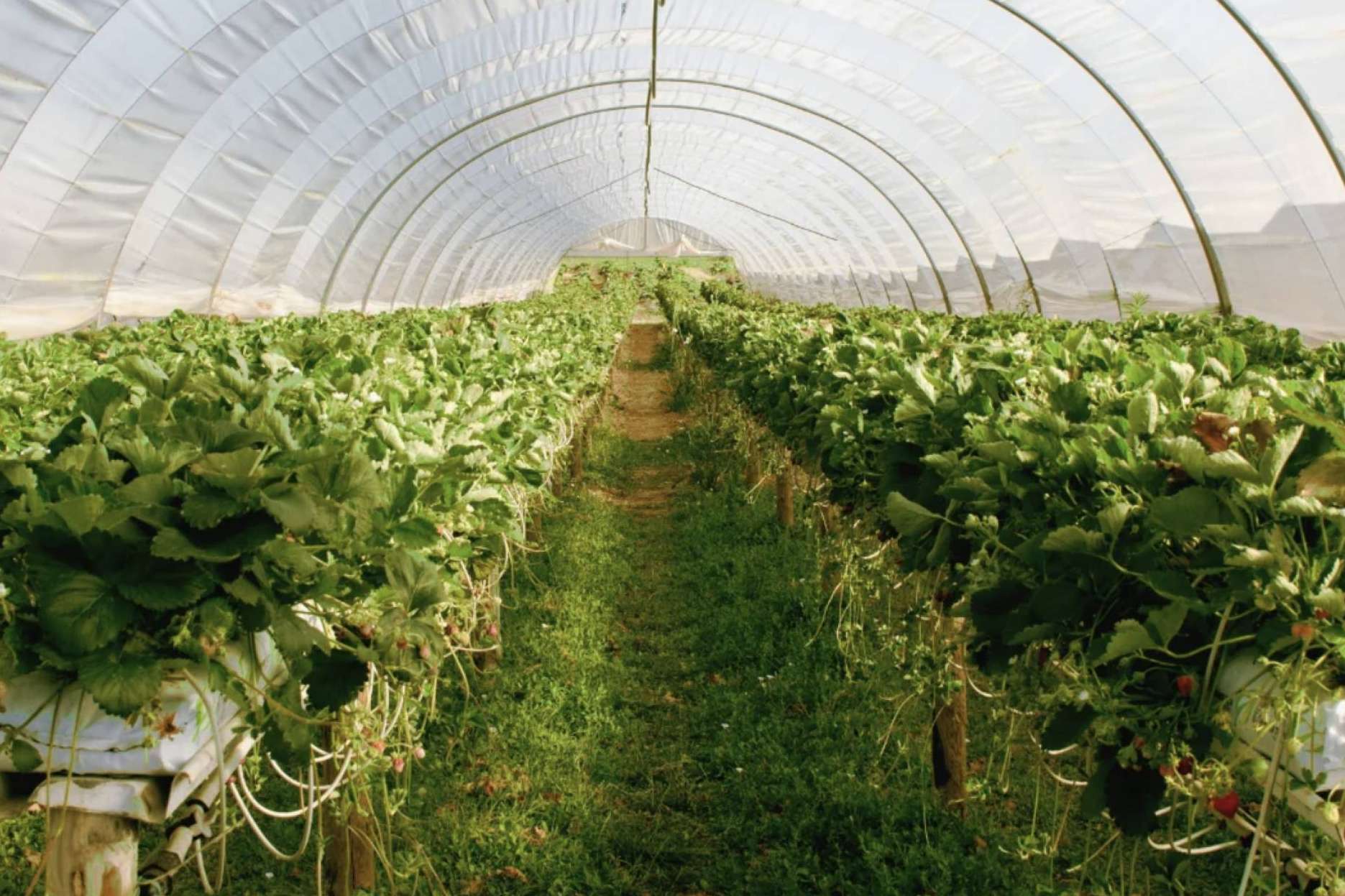 Optimizar la producción agrícola con sustratos de coco Pelemix