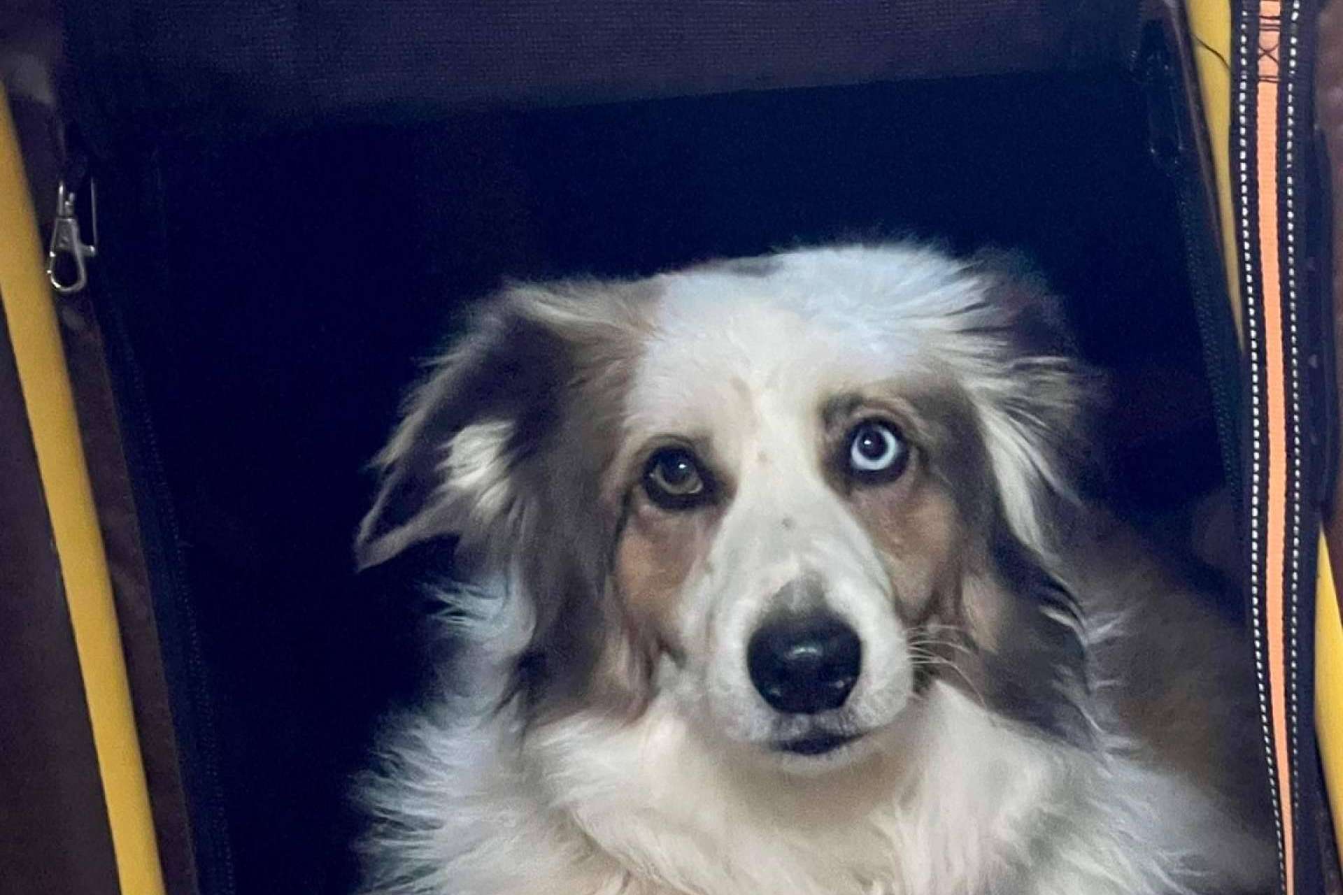 ¿Dónde alquilar autocaravanas en Girona para realizar viajes con perros? Activans