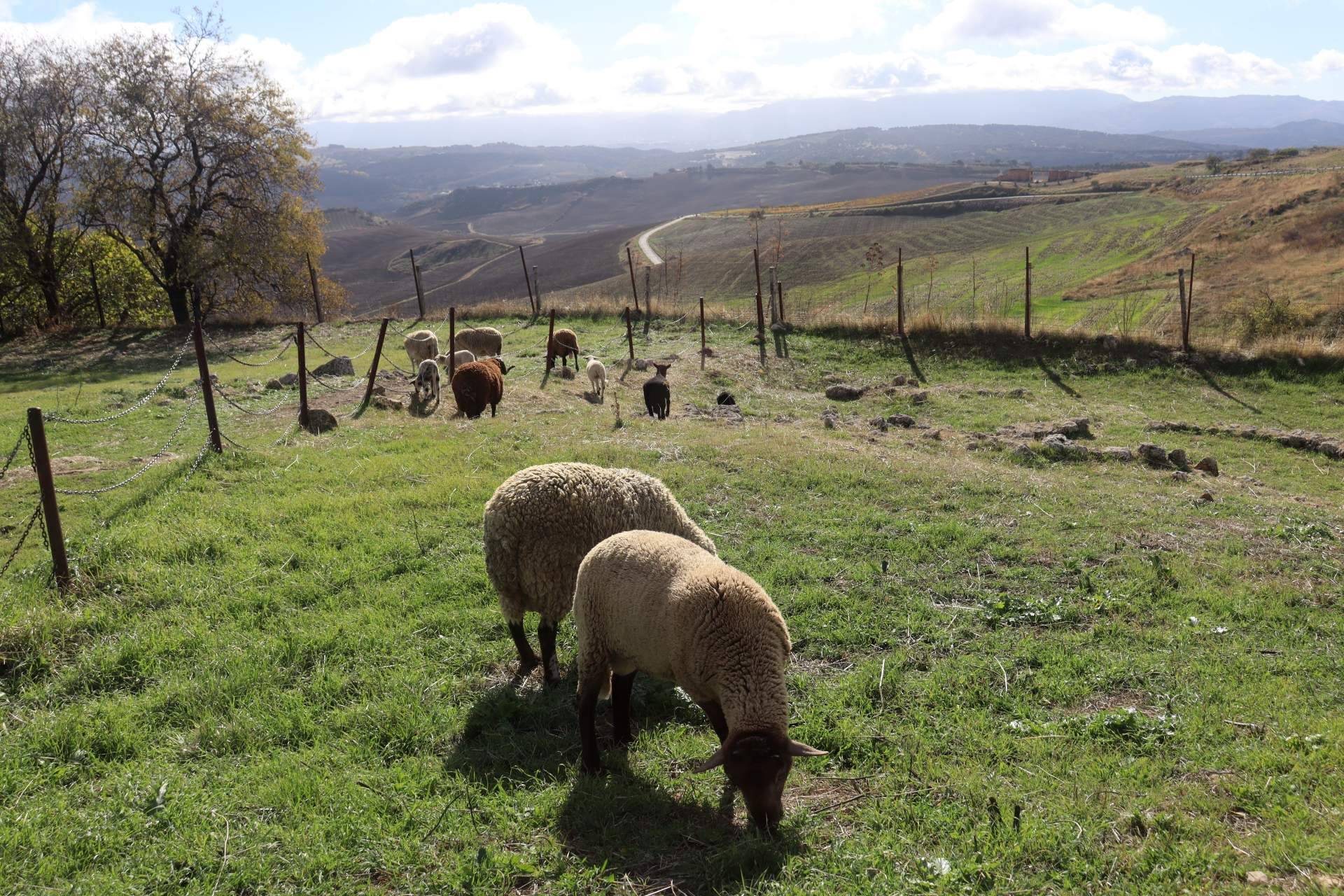Carne fresca y tierna de cordero con Ganadería Aguirre