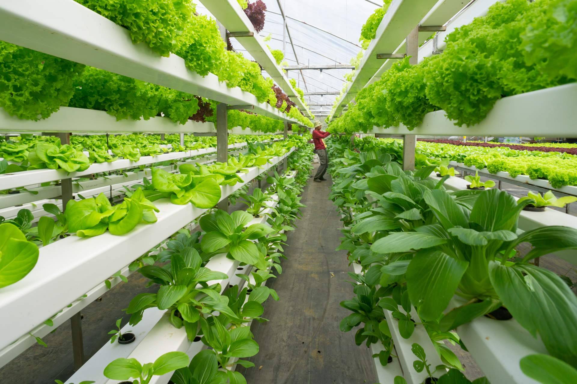 PVAI ofrece consultoría especializada para poner en marcha campos de agricultura vertical