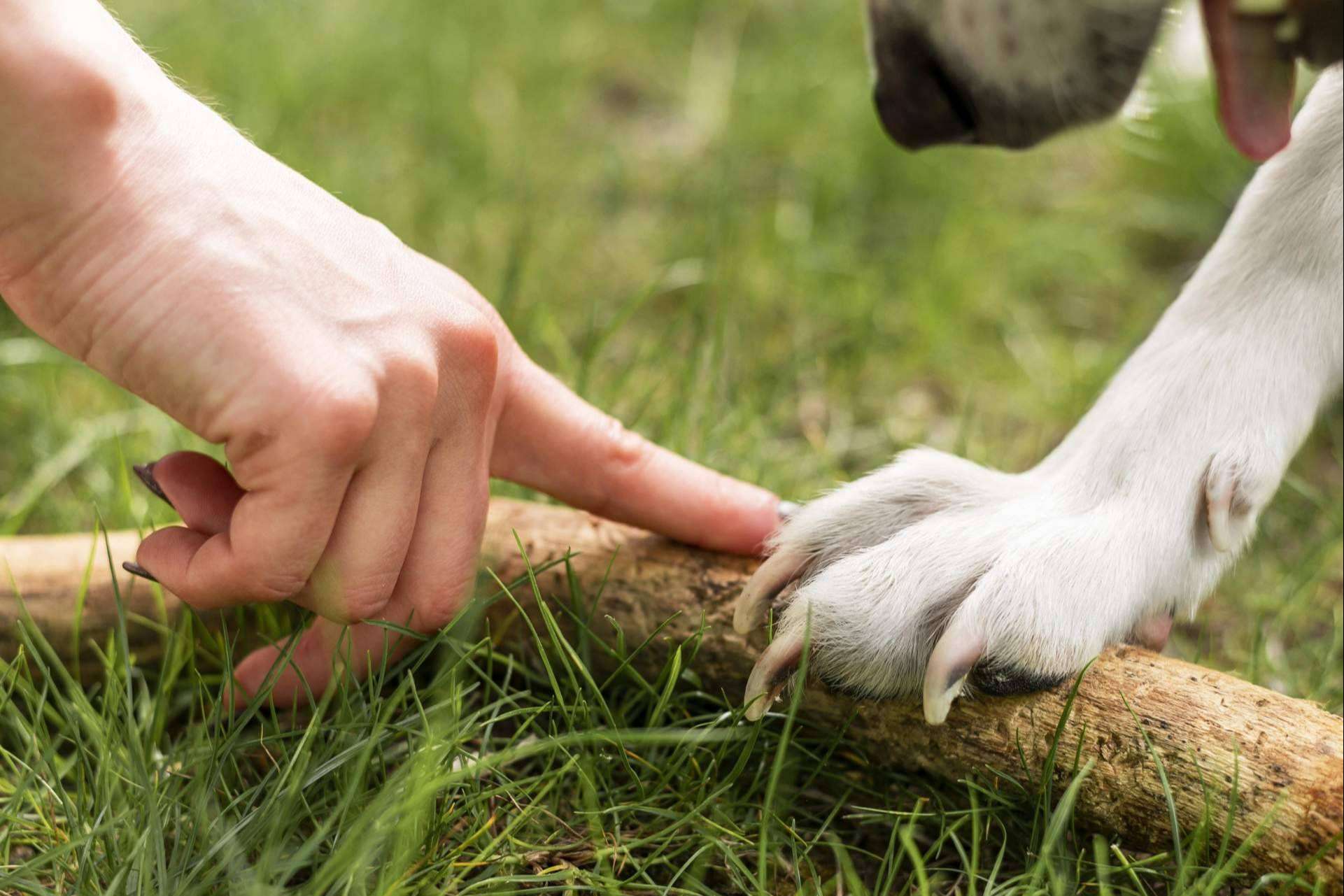 Los puntos más importantes de la nueva Ley de Bienestar Animal