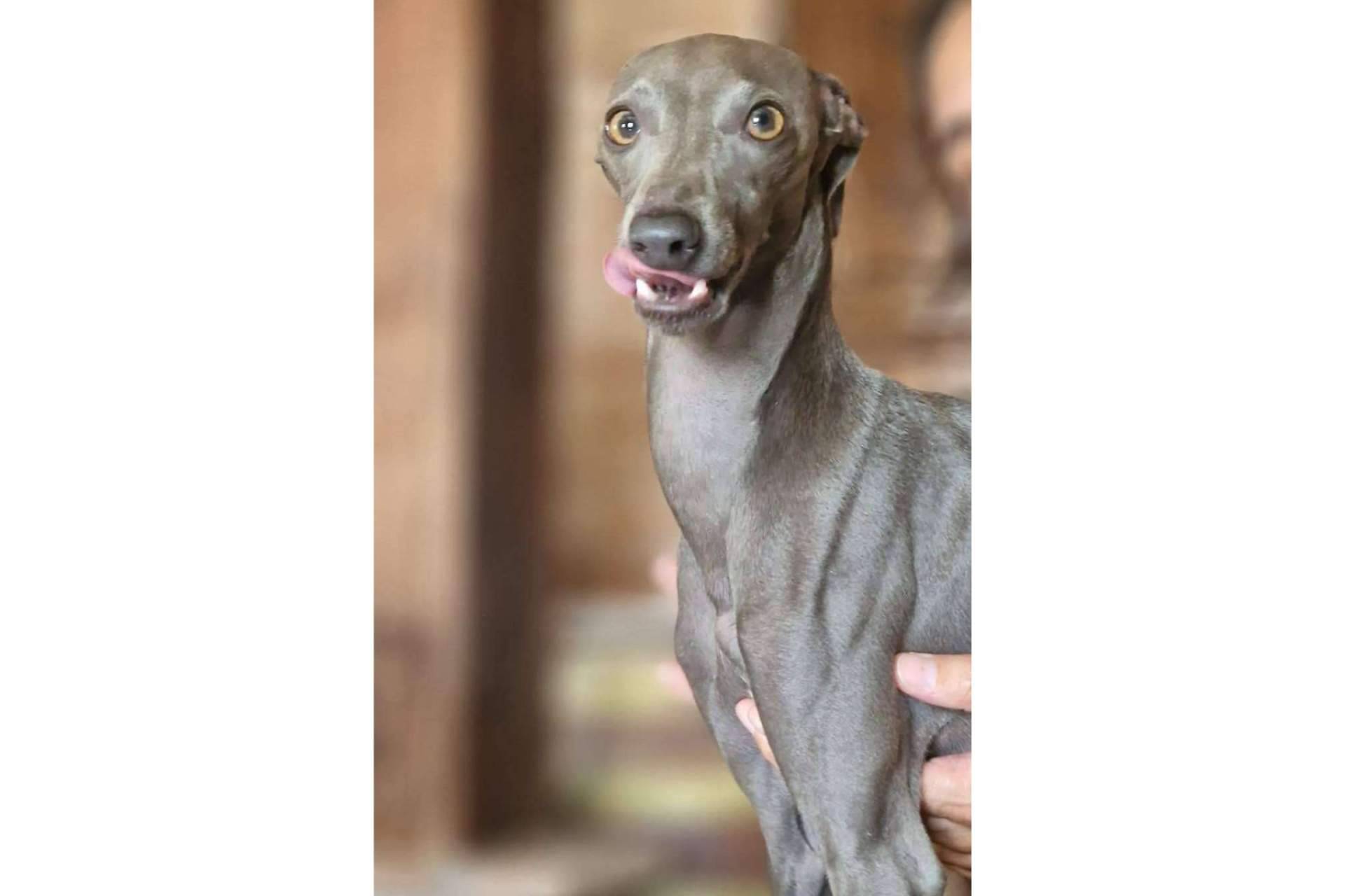 Los perros vuelven al colegio de la mano de PERROBUENO