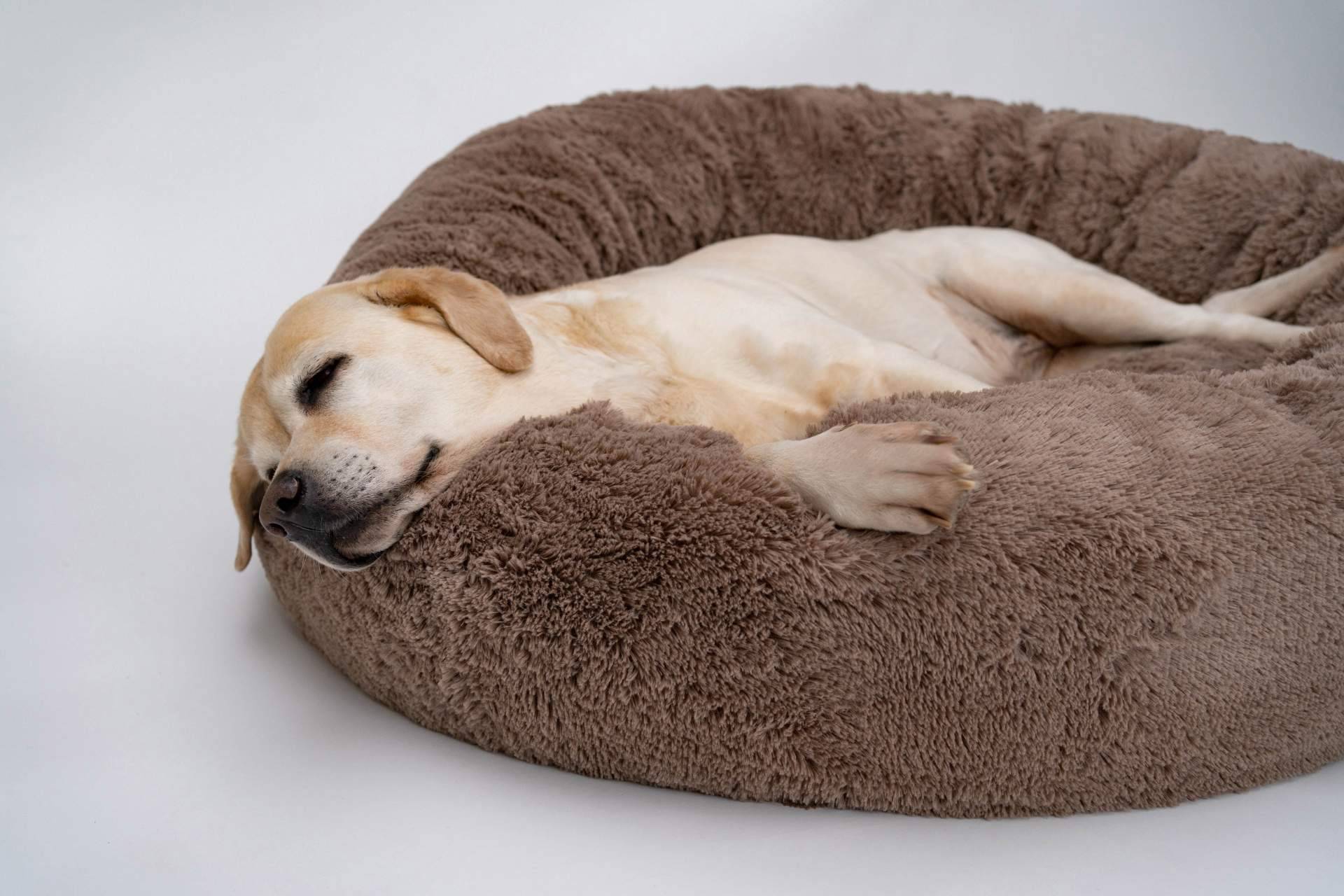 ¿Es recomendable el uso de camas para perros?, por la tienda online Deluxe13