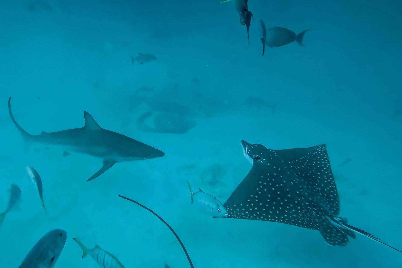 La vida marina de Rasdhoo descubierta con Drop Dive Maldives