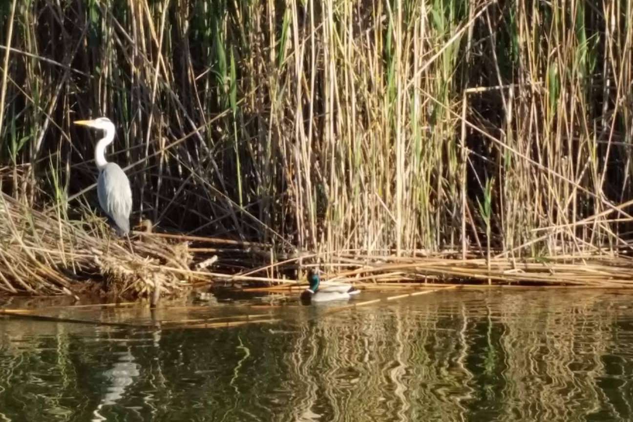 Disfrutar de la llegada de aves invernales de la mano de Albumar este otoño