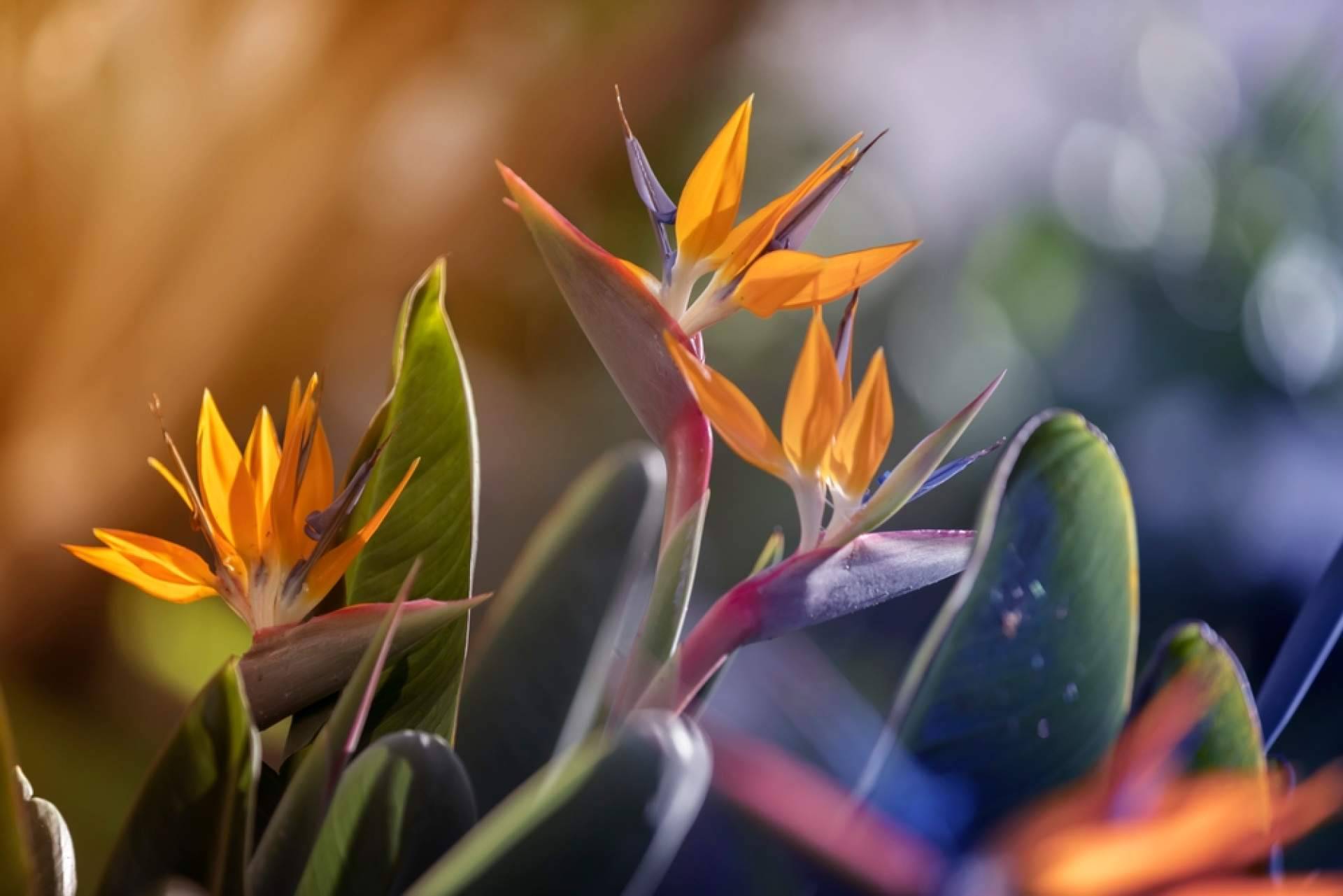 ¿Por qué optar por las flores tropicales?, con los especialistas de la tienda online Rosistirem