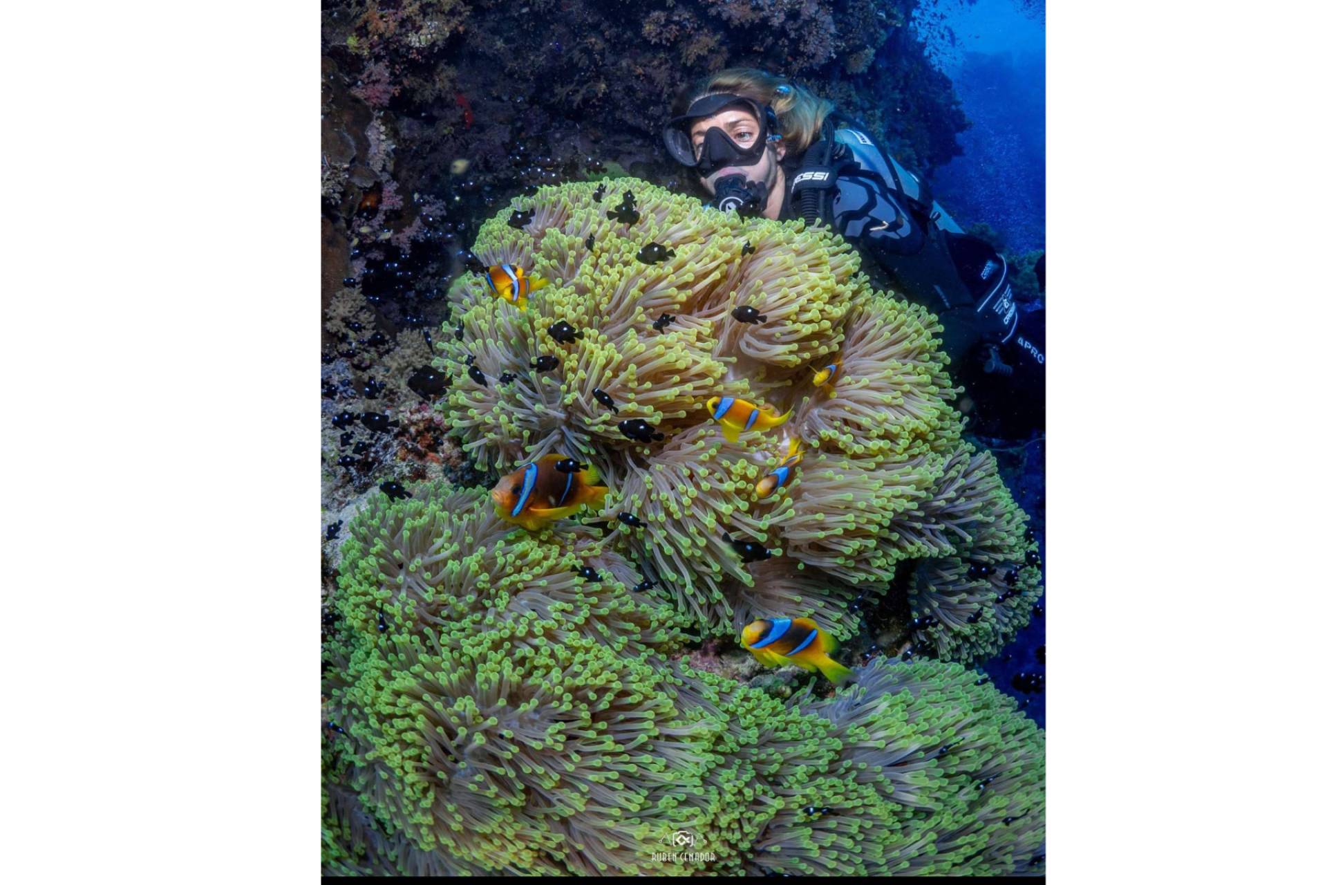 Descubrir los océanos del mundo en una experiencia exclusiva organizada por SevenBlue