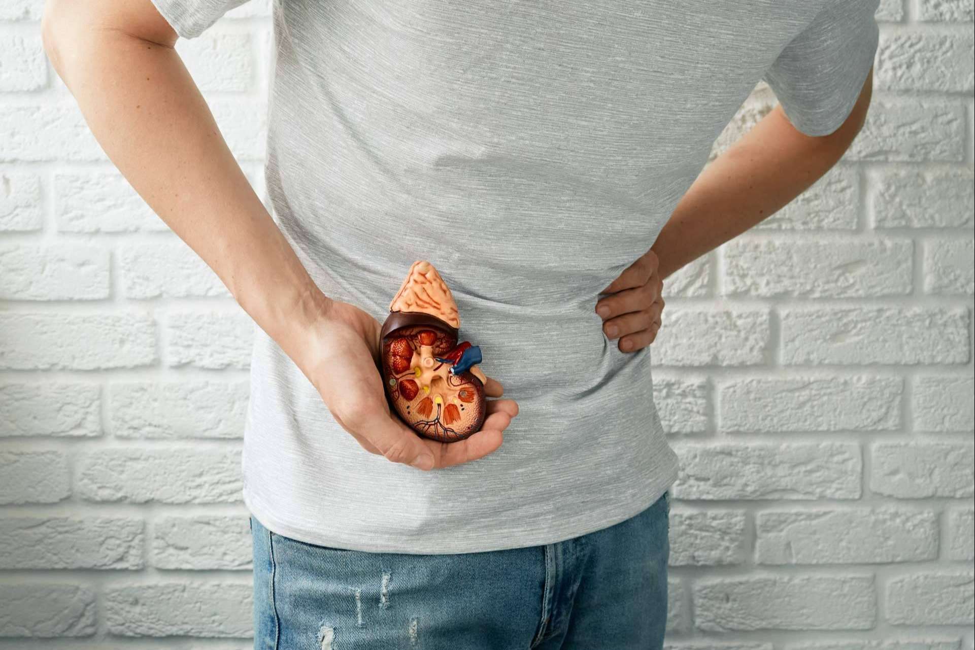 Cómo frenar o prevenir las enfermedades renales de la mano de la clínica MER