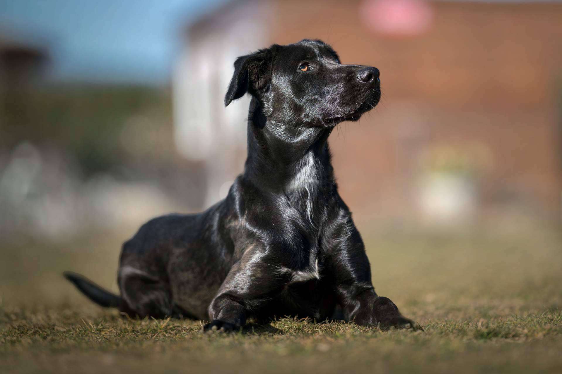 Los servicios del hotel residencia canina con piscina en Madrid