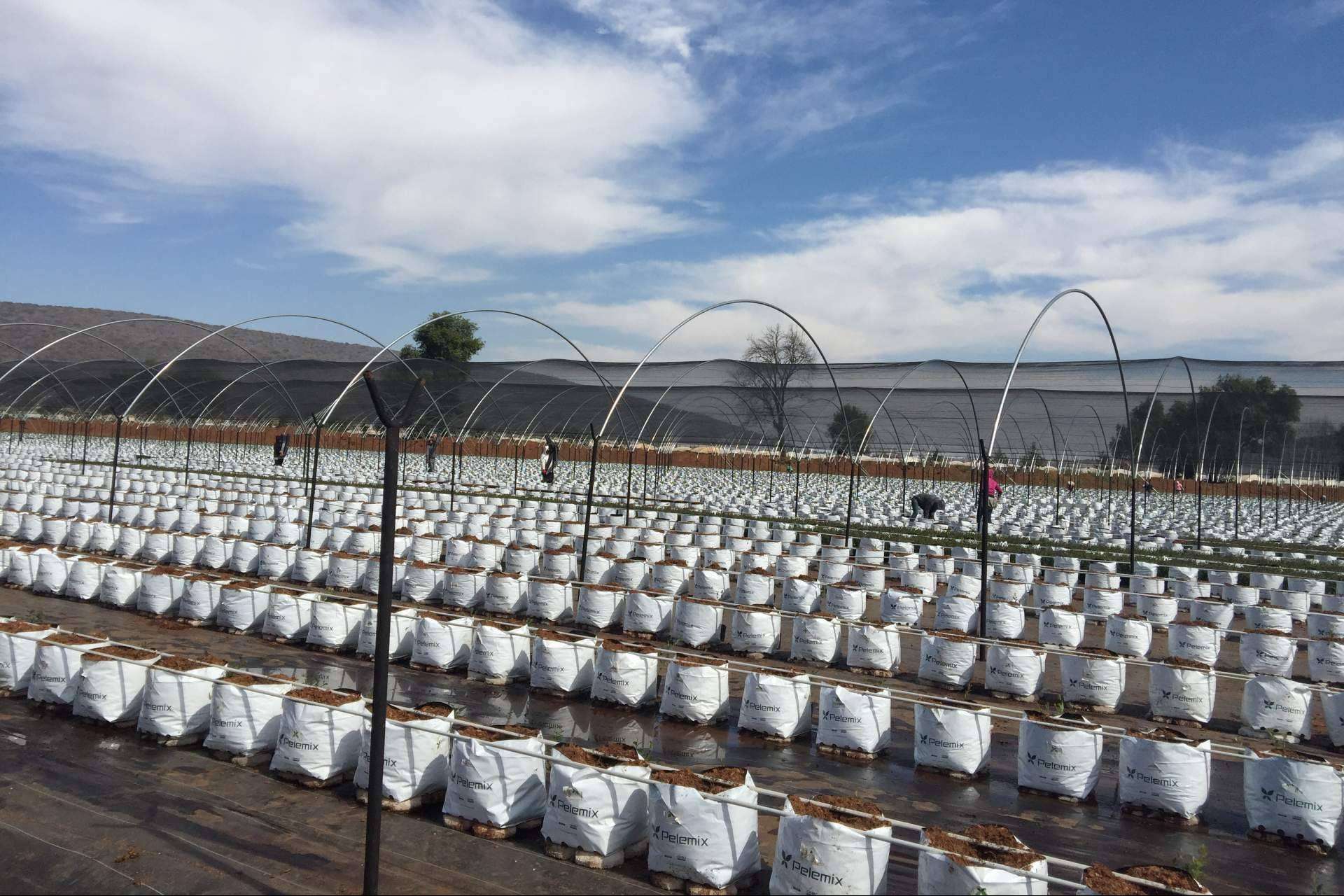 El impacto positivo de la calidad del agua en la mejora del desarrollo de los cultivos con los sustratos de coco