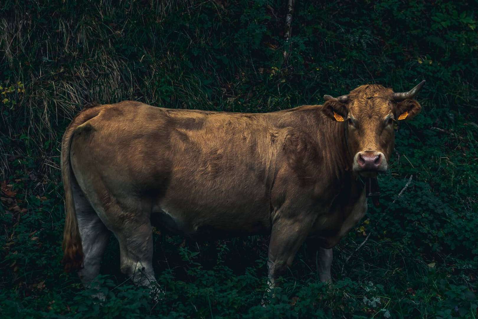 Txogitxu, especializados en txuletón de la vaca vieja y gorda